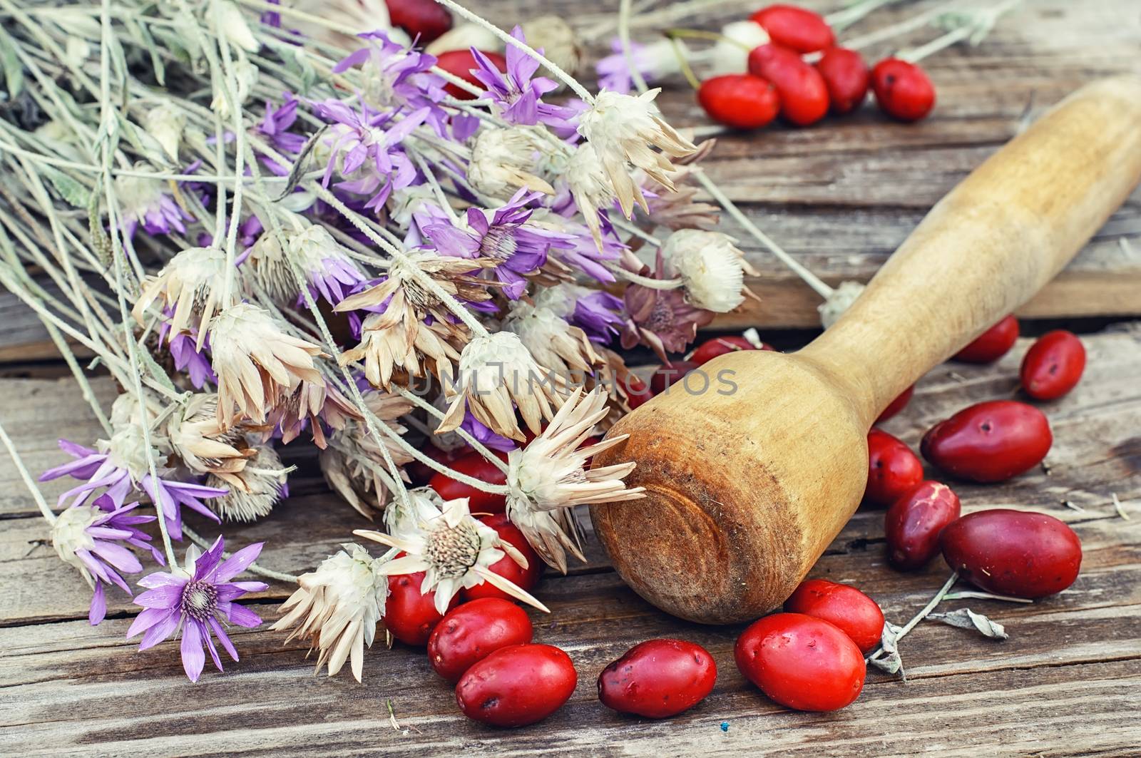 inflorescences of useful plants against the background of the pistil and berries rose hips