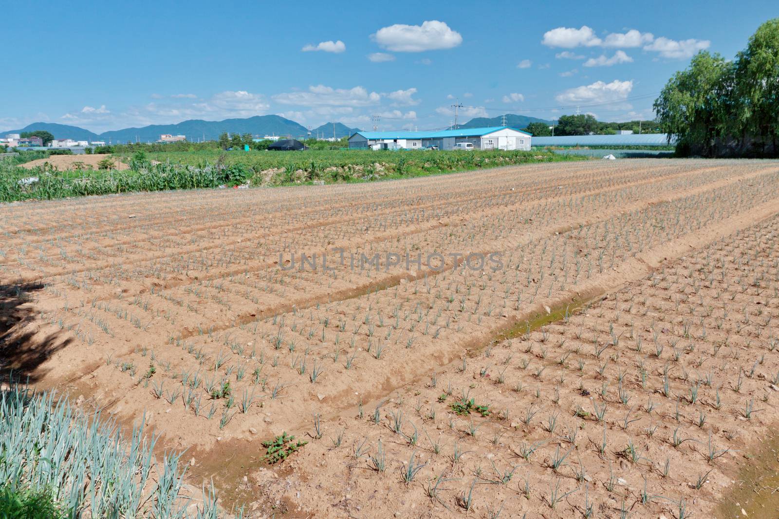 Growing green onion beds in the field in Korean countryside in a sunny day