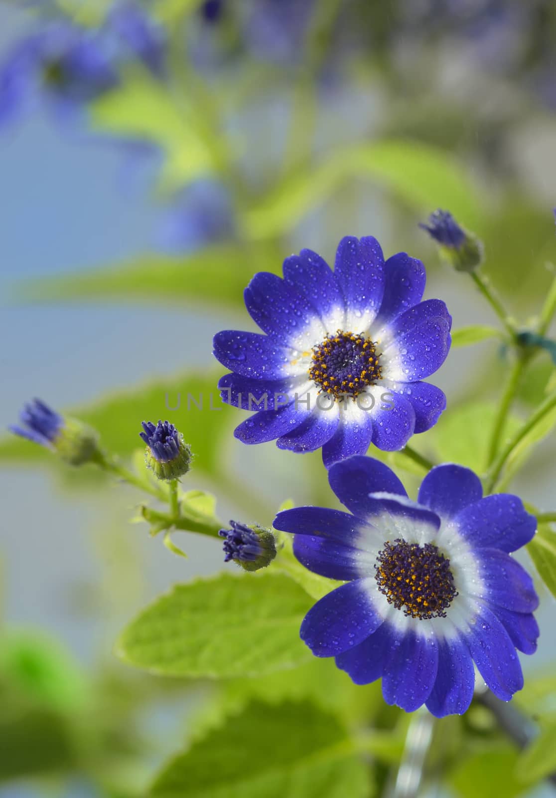 Blue and white cineraria flowers in garden