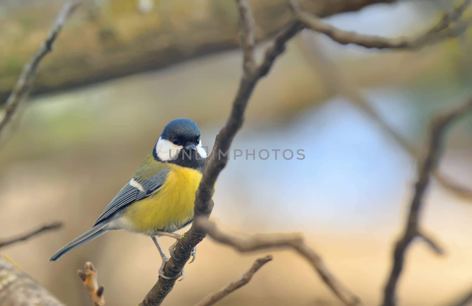 Great Tit (Parus major) resting on a branch