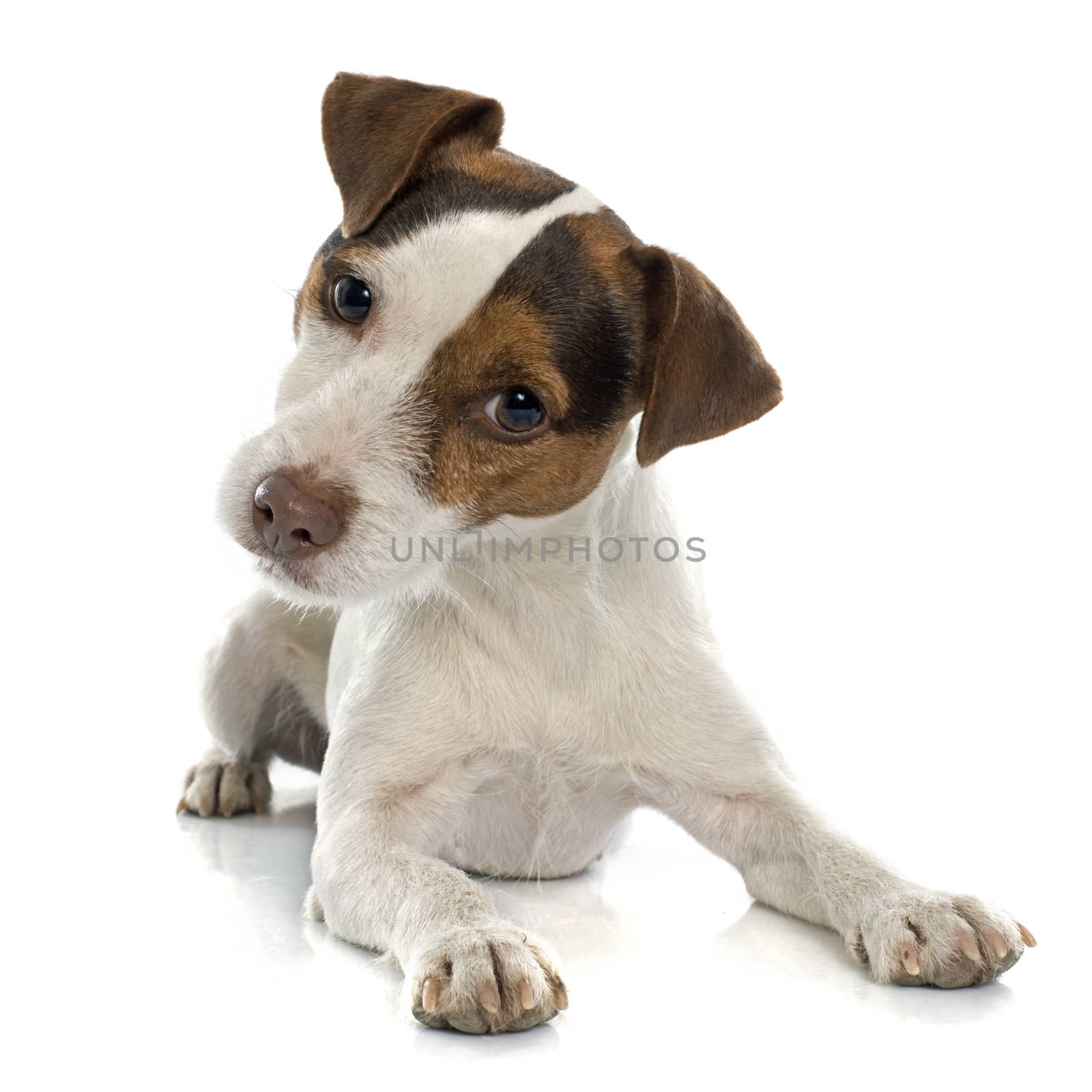 jack russel terrier by cynoclub