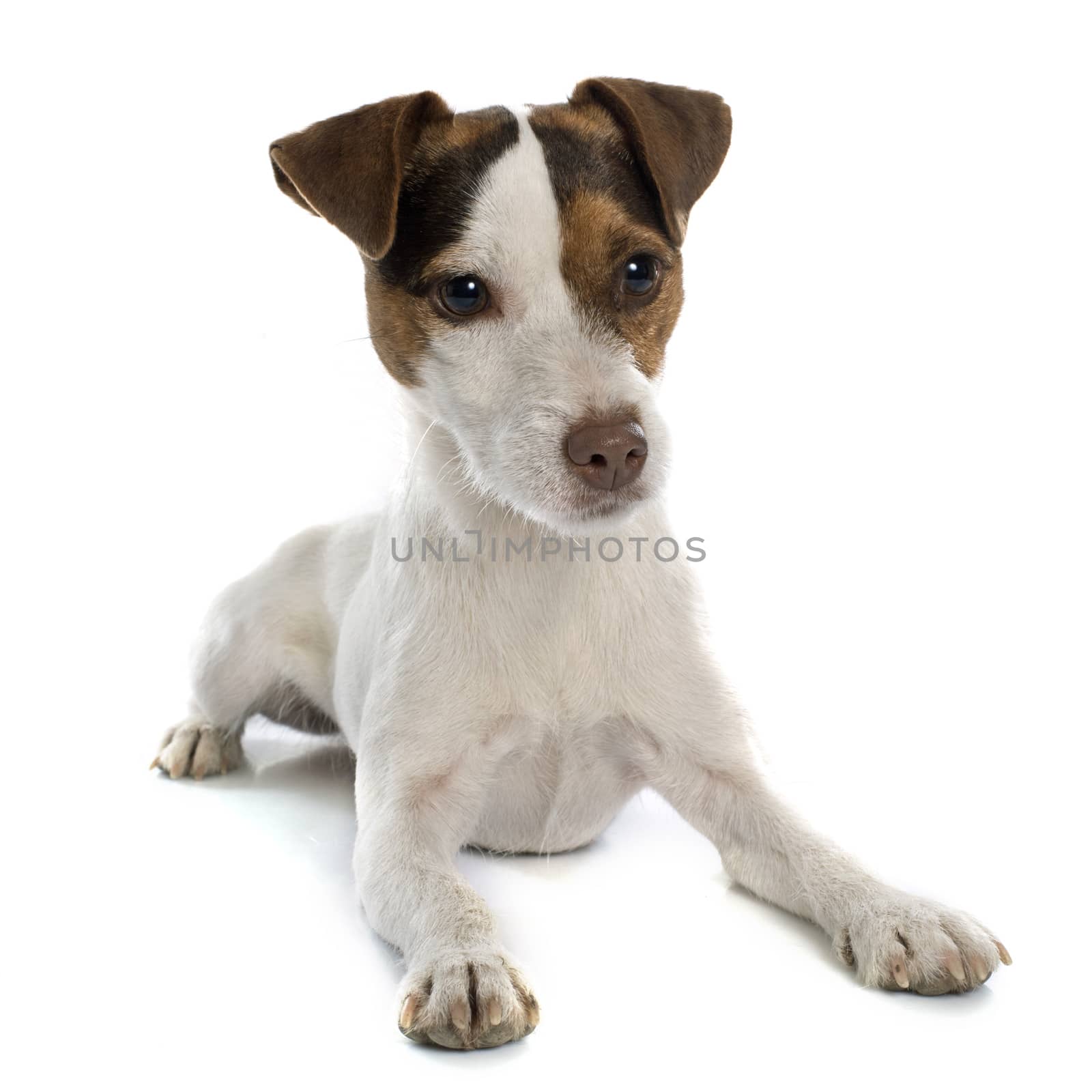 jack russel terrier in front of white background