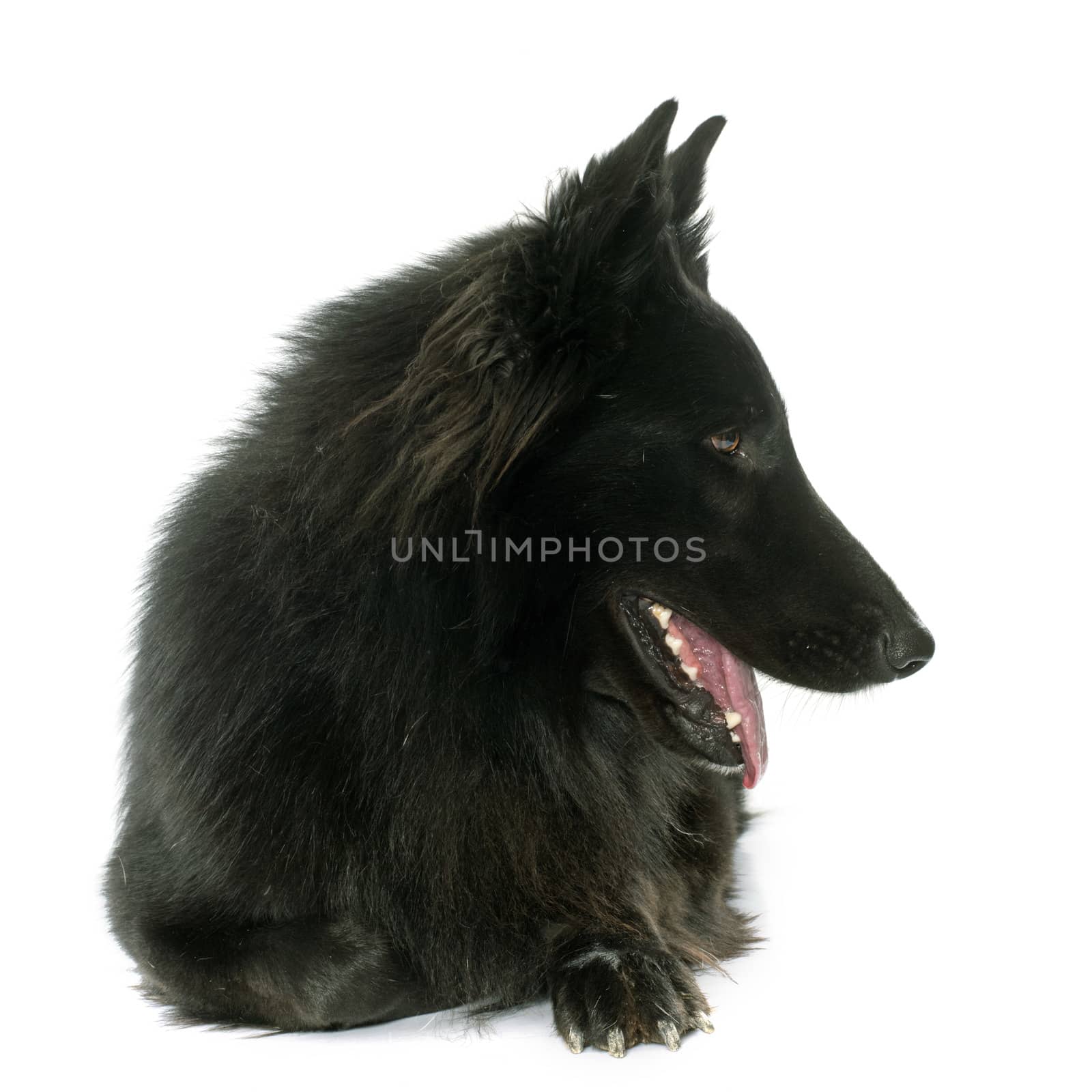 belgian shepherd Groenendael in front of white background