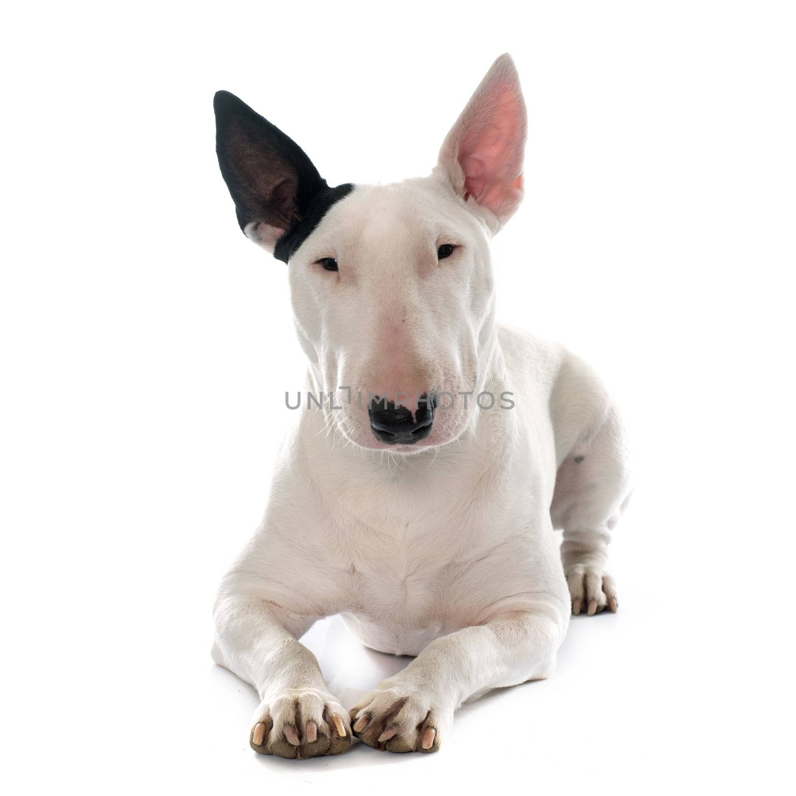 female bull terrier by cynoclub