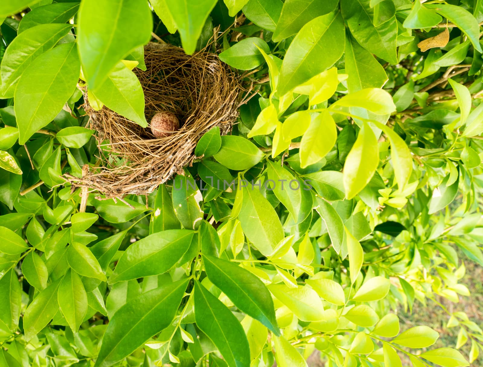 bird nest on tree branch with cute brown eggs inside, select focus