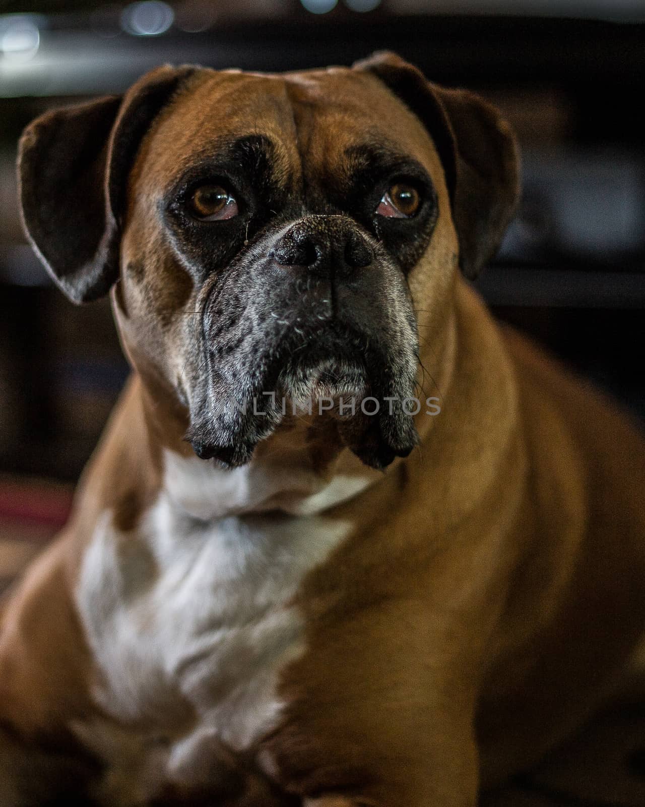 Female boxer with sad and expressive eyes.