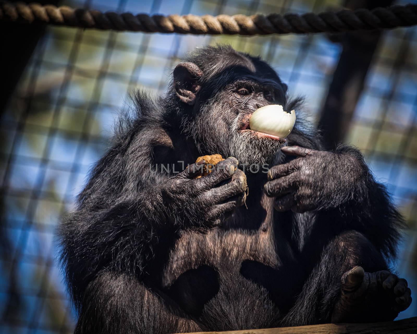 Chimpanzee eating an onion for a snack.