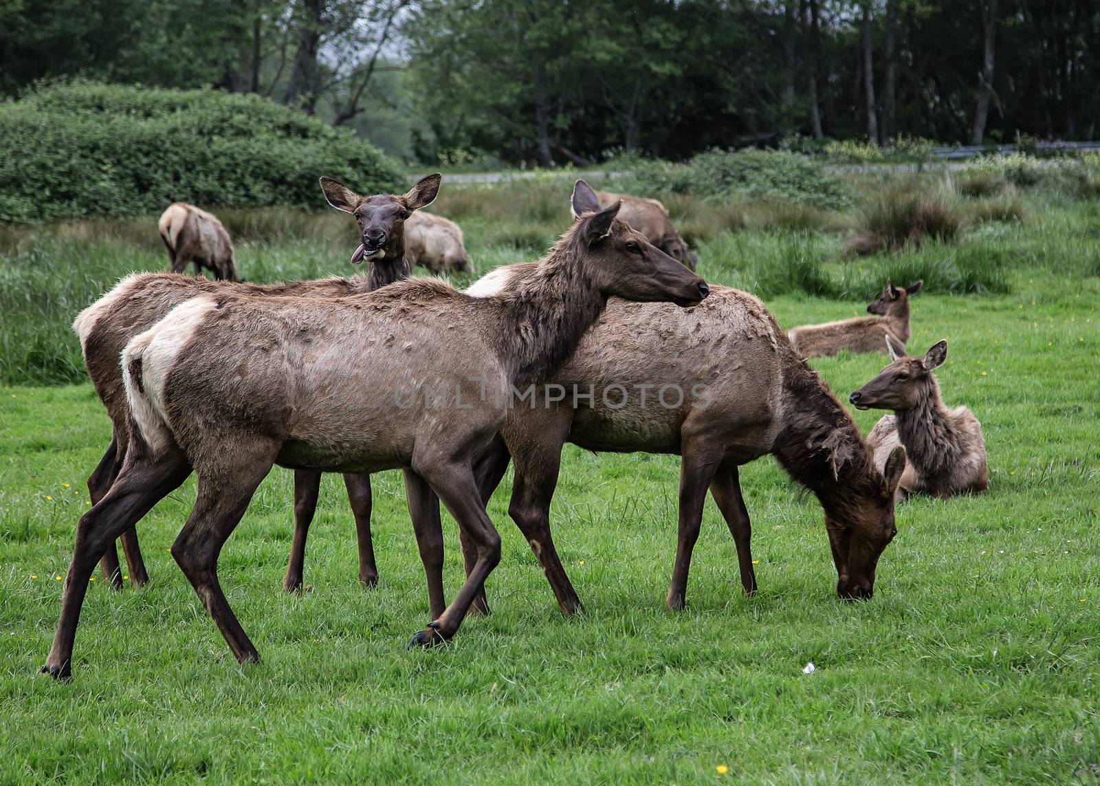 Elk herd on coast near Orick, California.