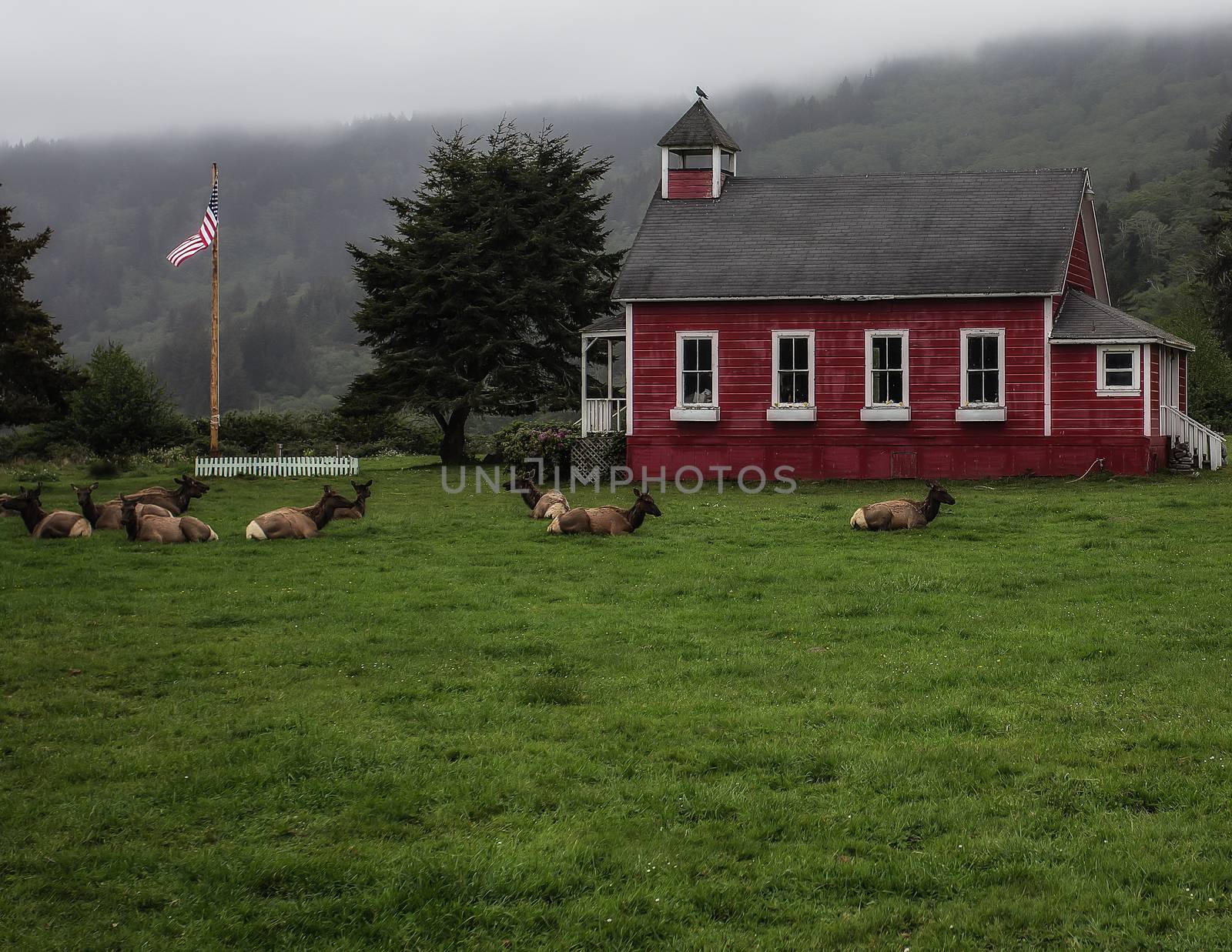 Elk in Front of Old Schoolhouse
