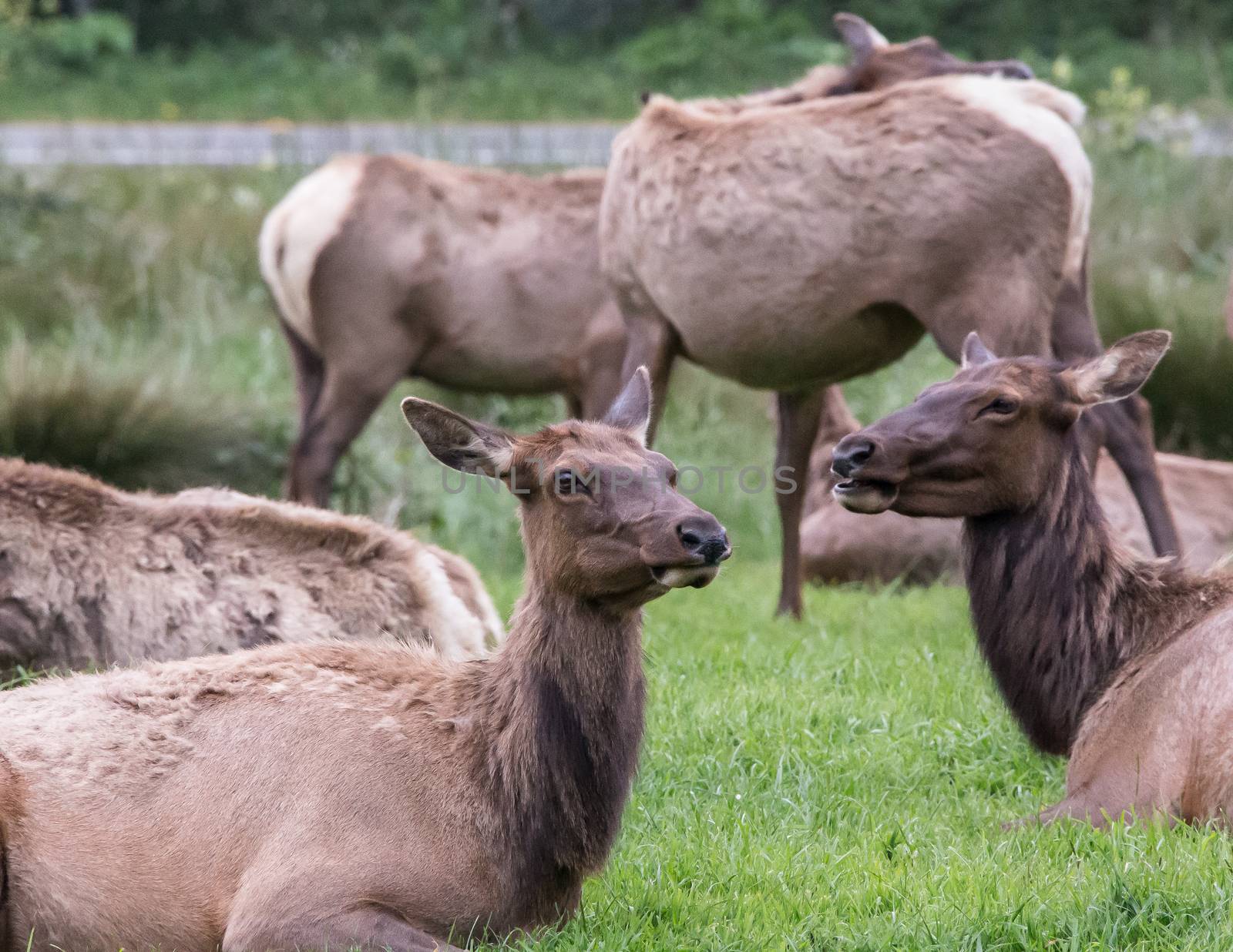 Elk Herd in California Near Orick