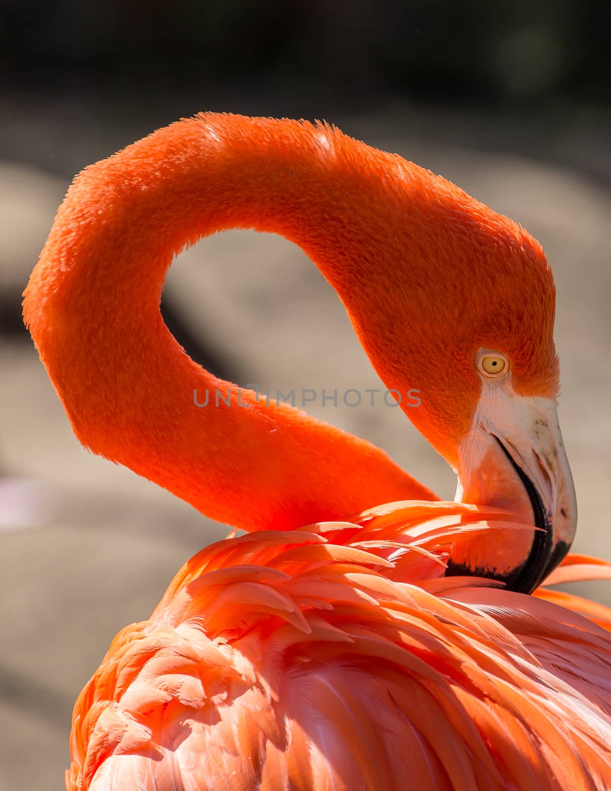 Colorful flamingo.