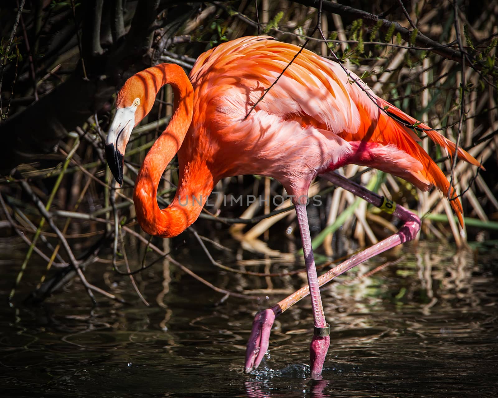 Colorful flamingo.