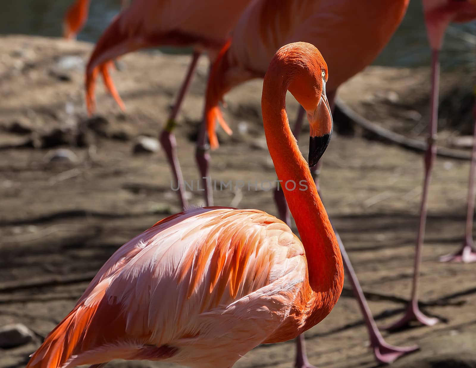 Flamingo by teacherdad48@yahoo.com