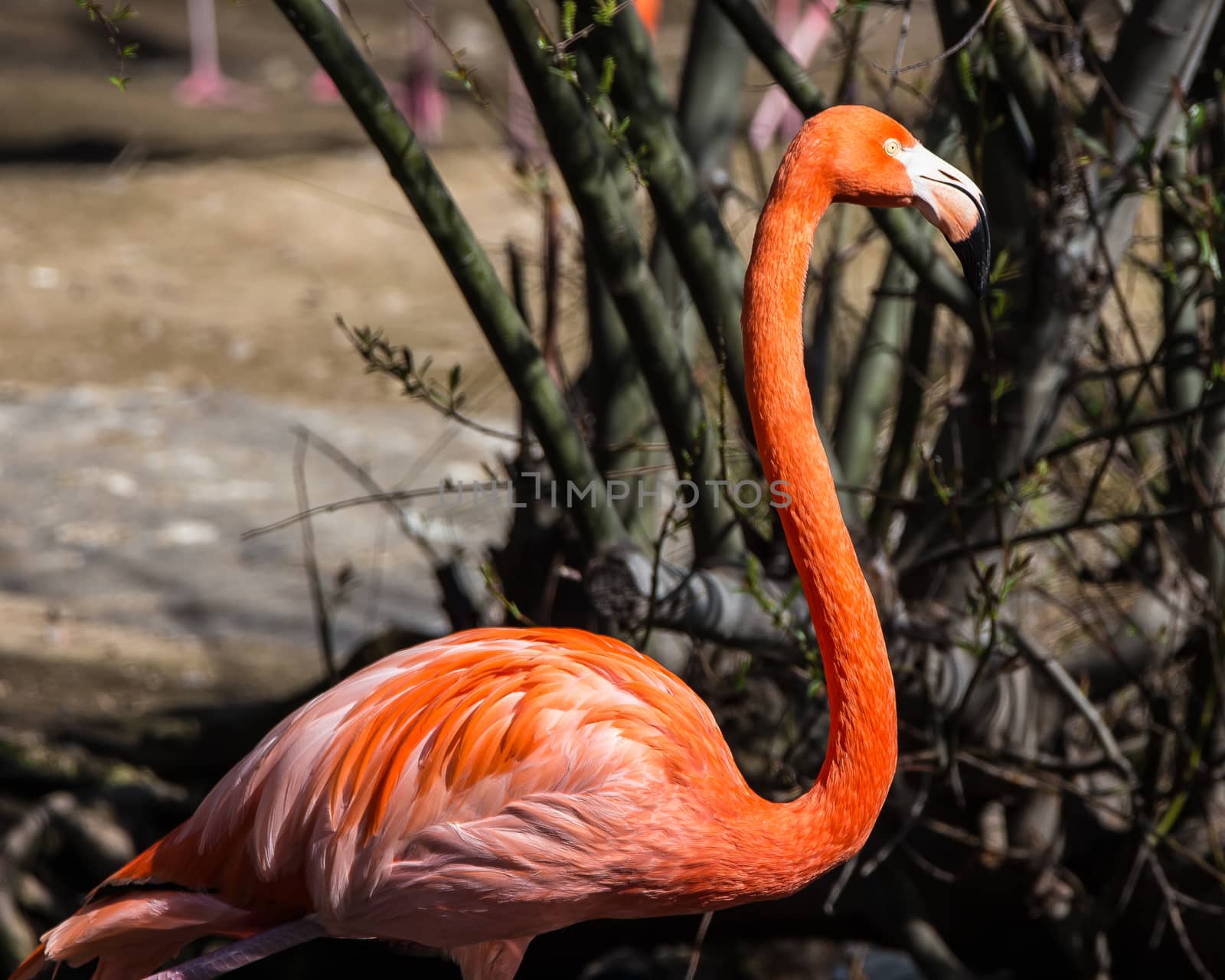 Colorful flamingo.