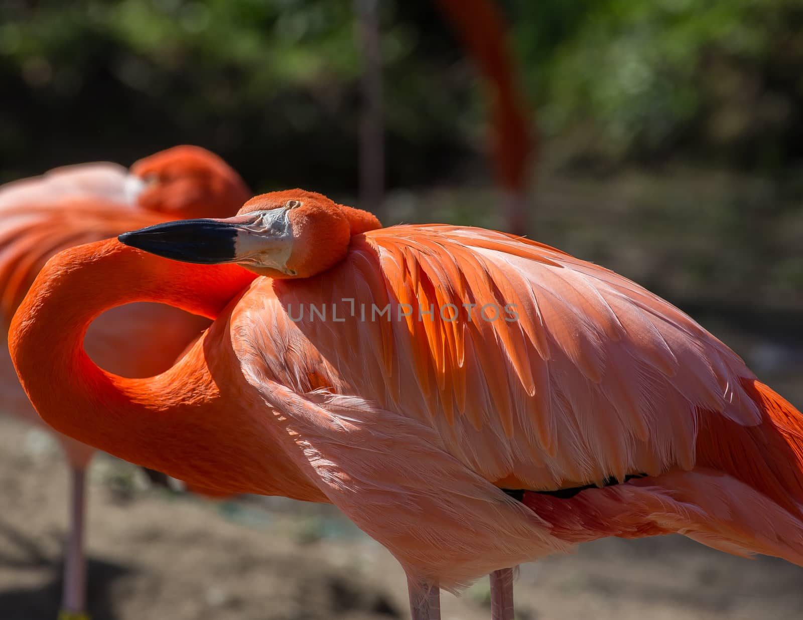 Colorful flamingo.