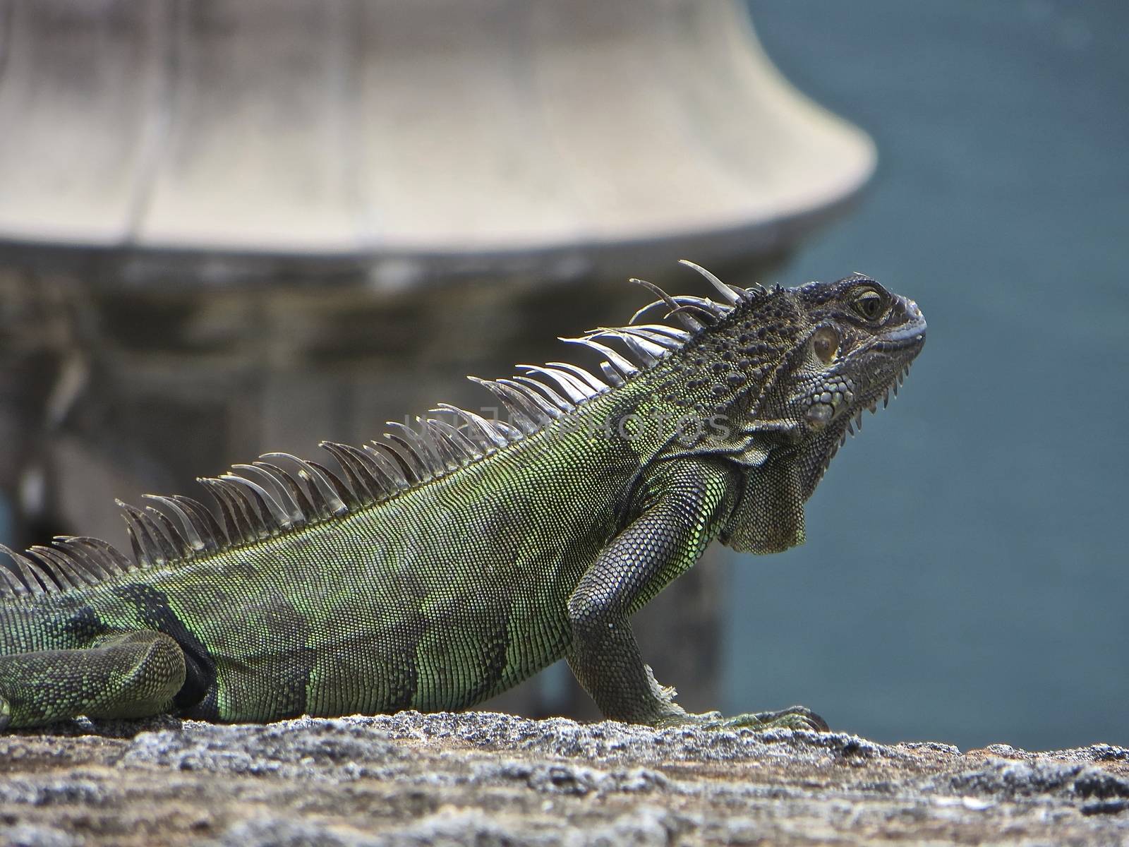 Iguana sitting on a wall at El Morro in San Juan, Puerto Rico.