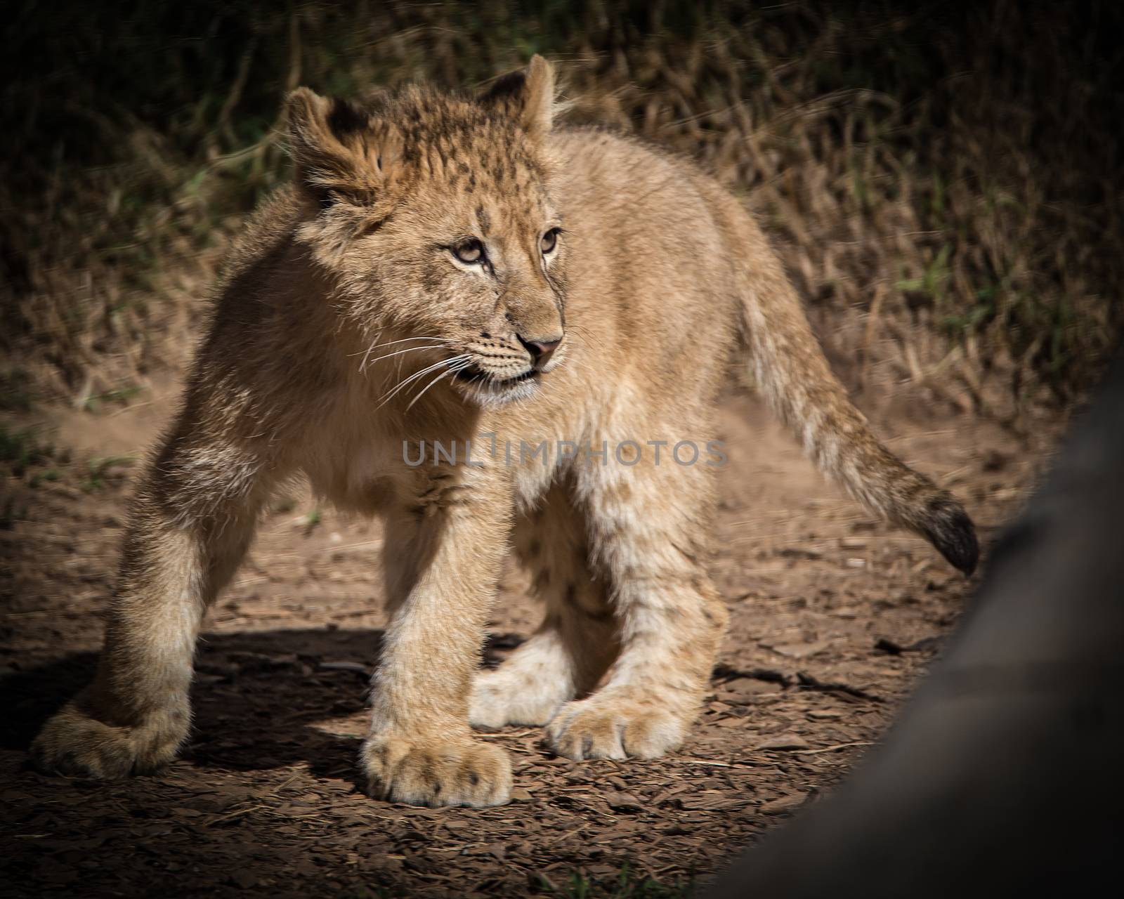 Lion Cub