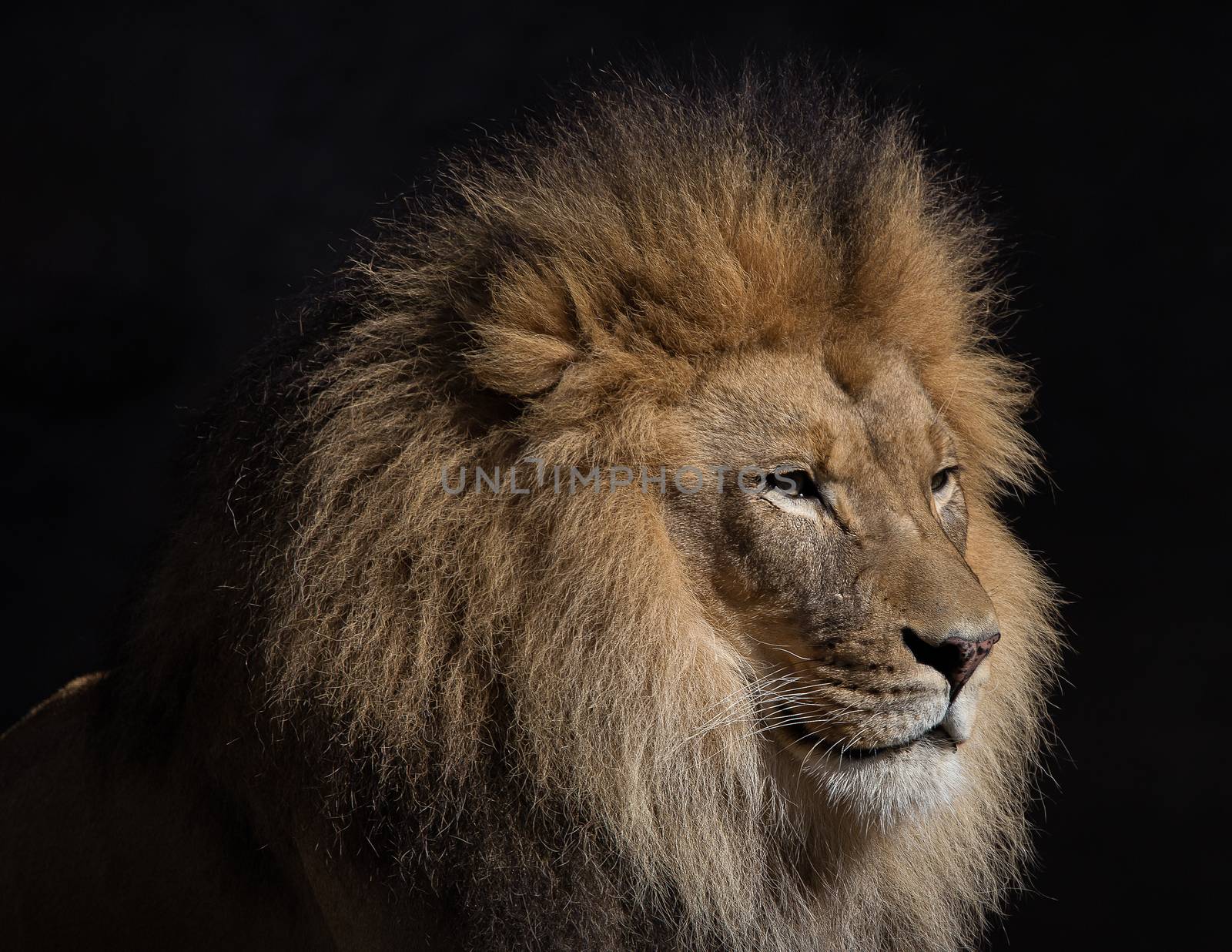 Portrait of a Male Lion