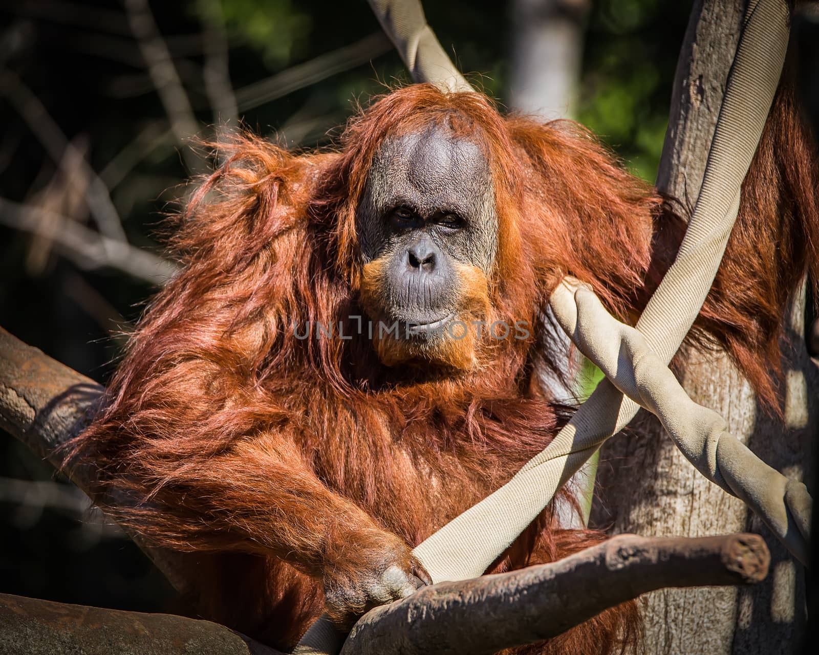 Orangutan sitting in a tree structure.