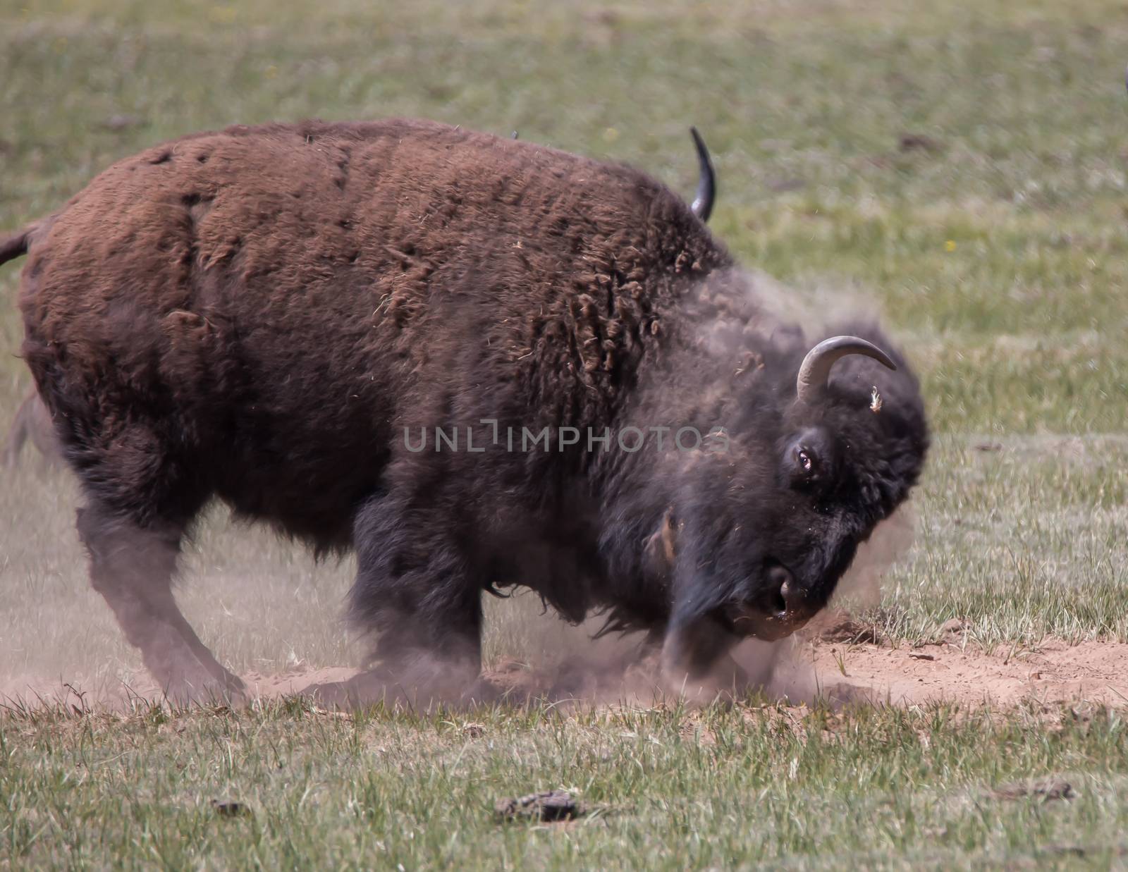 Bison at the North Rim of the Grand Canyon National Park in Arizona.