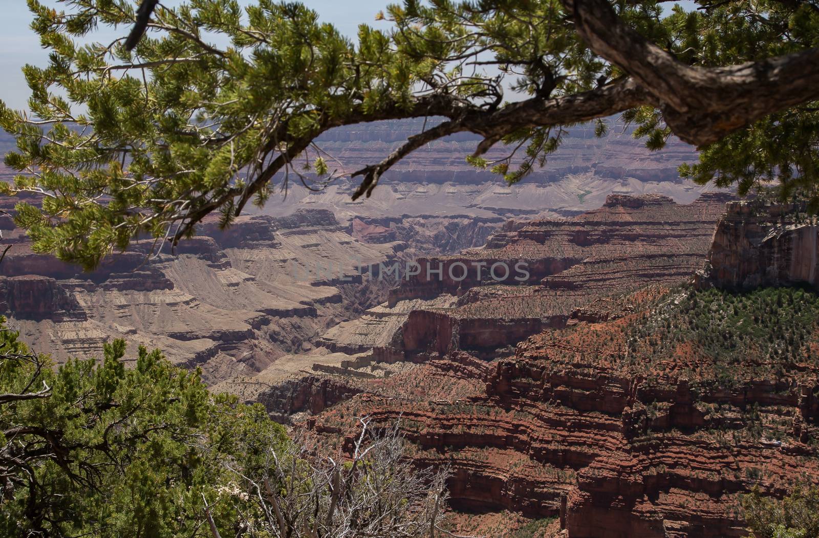 North Rim of the Grand Canyon National Park, Arizona.