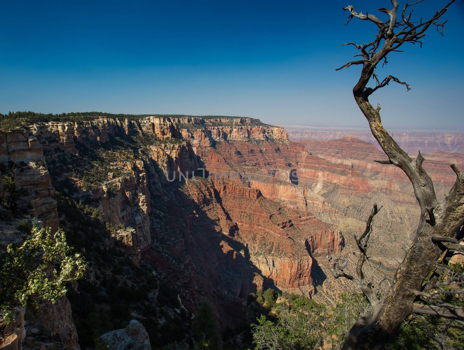 Grand Canyon North Rim, Grand Canyon National Park, Arizona.