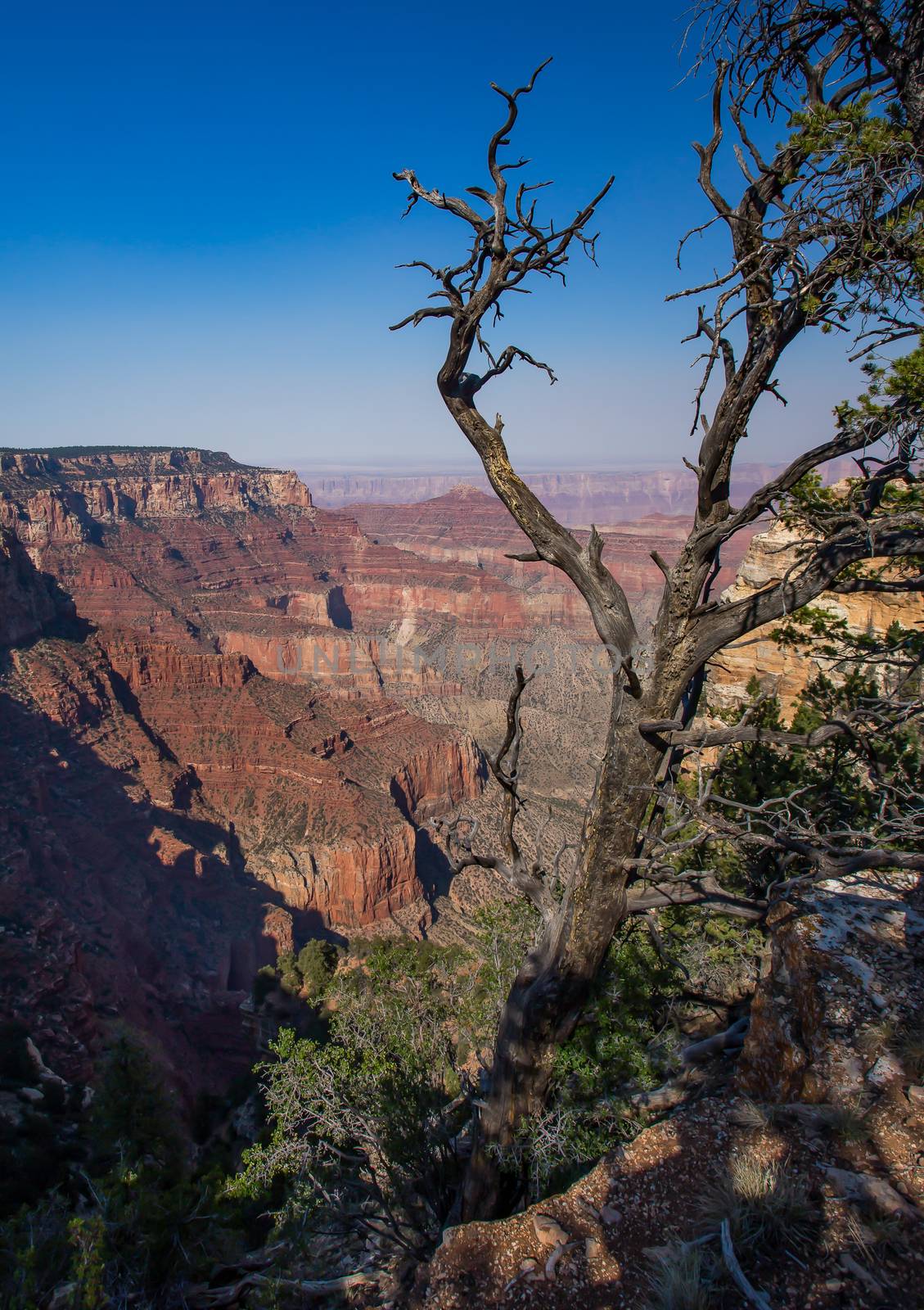 Grand Canyon North Rim, Grand Canyon National Park, Arizona.