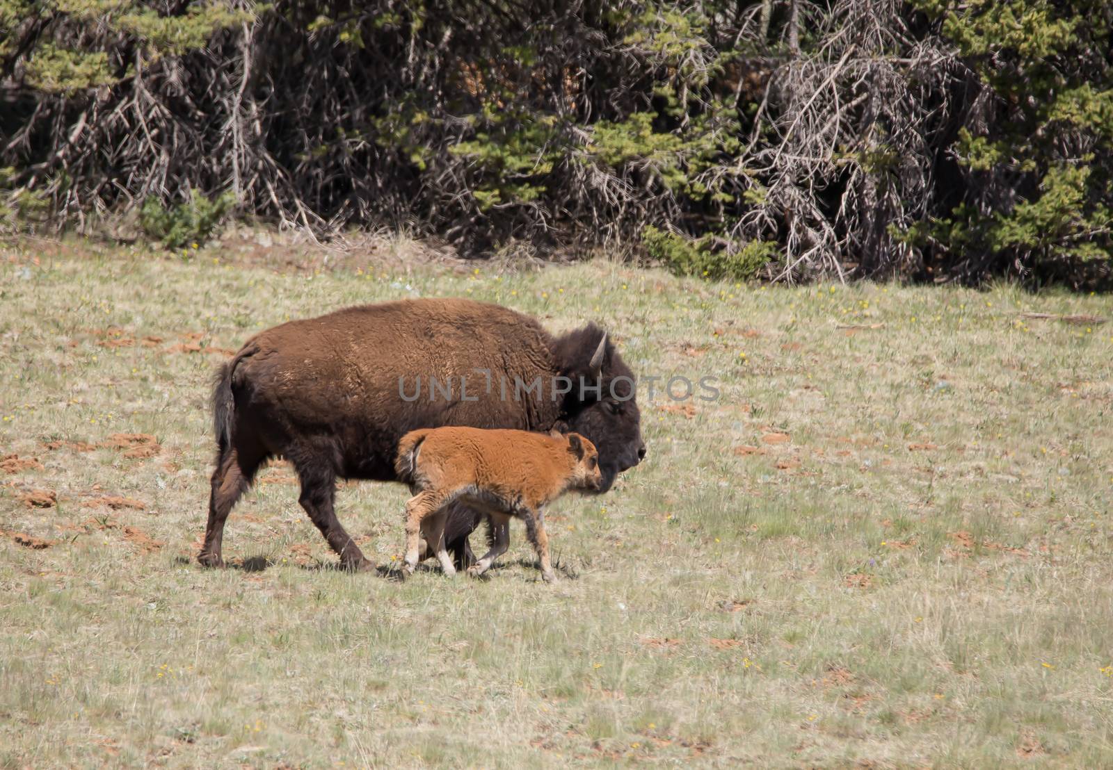 Bison and calf in North Rim of the Grand Canyon National Park, Arizona.