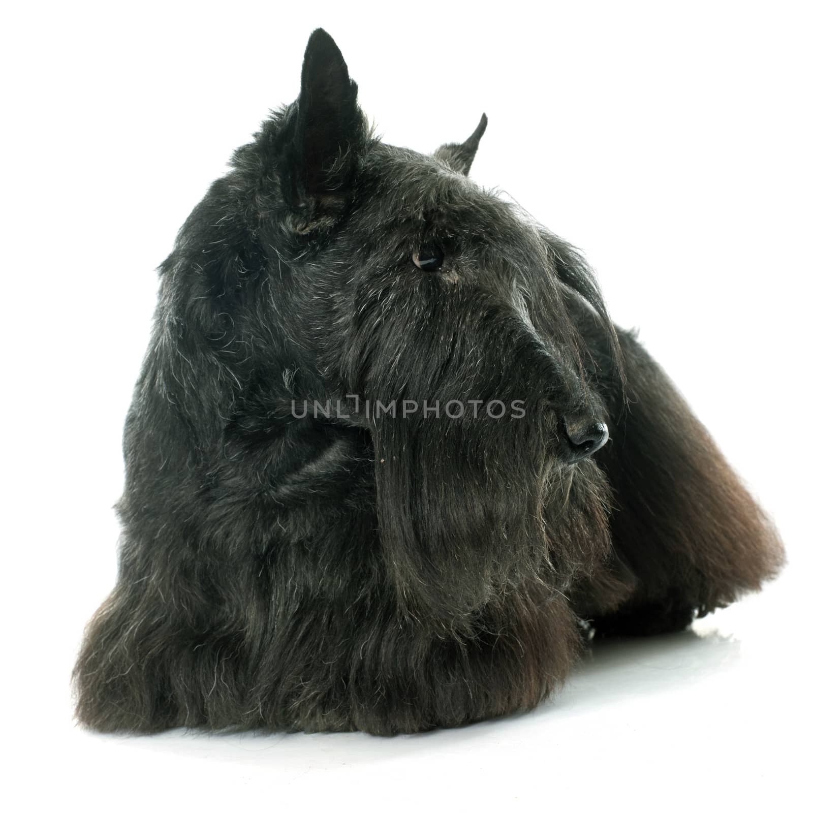 old scottish terrier by cynoclub