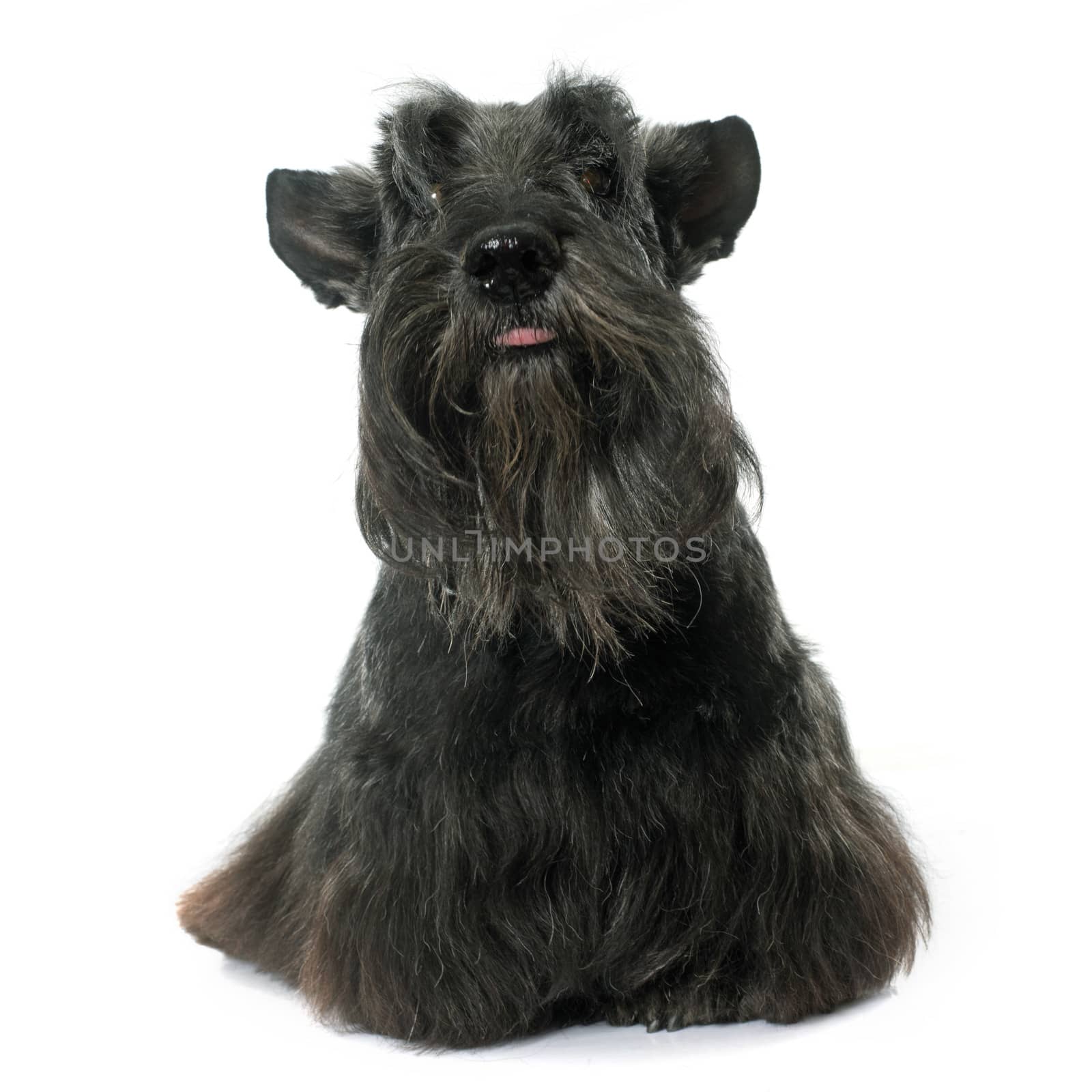 old scottish terrier by cynoclub