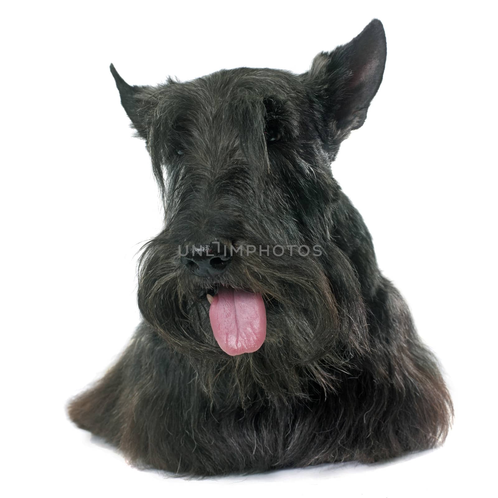 old scottish terrier in front of white background