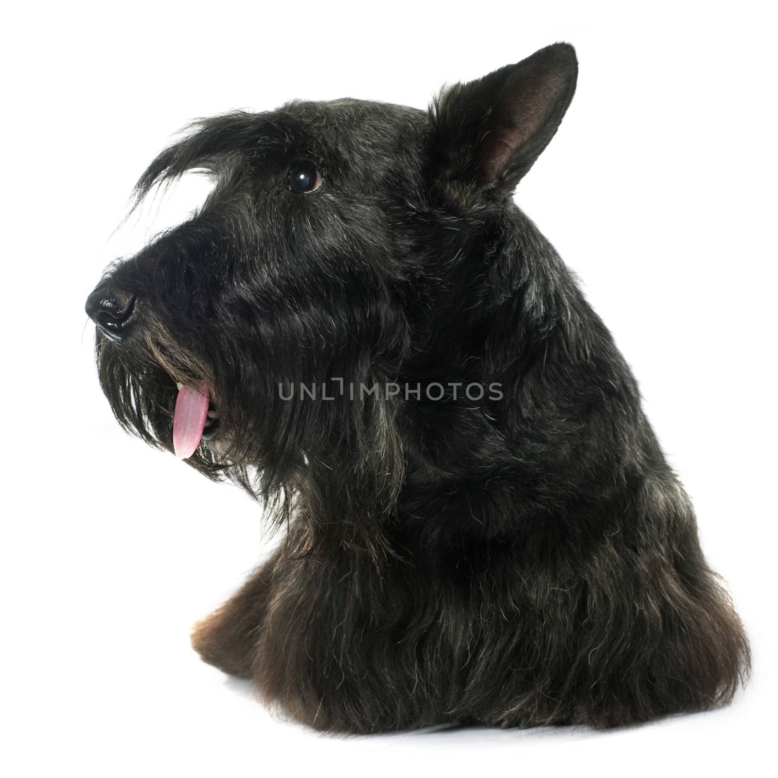 old scottish terrier by cynoclub