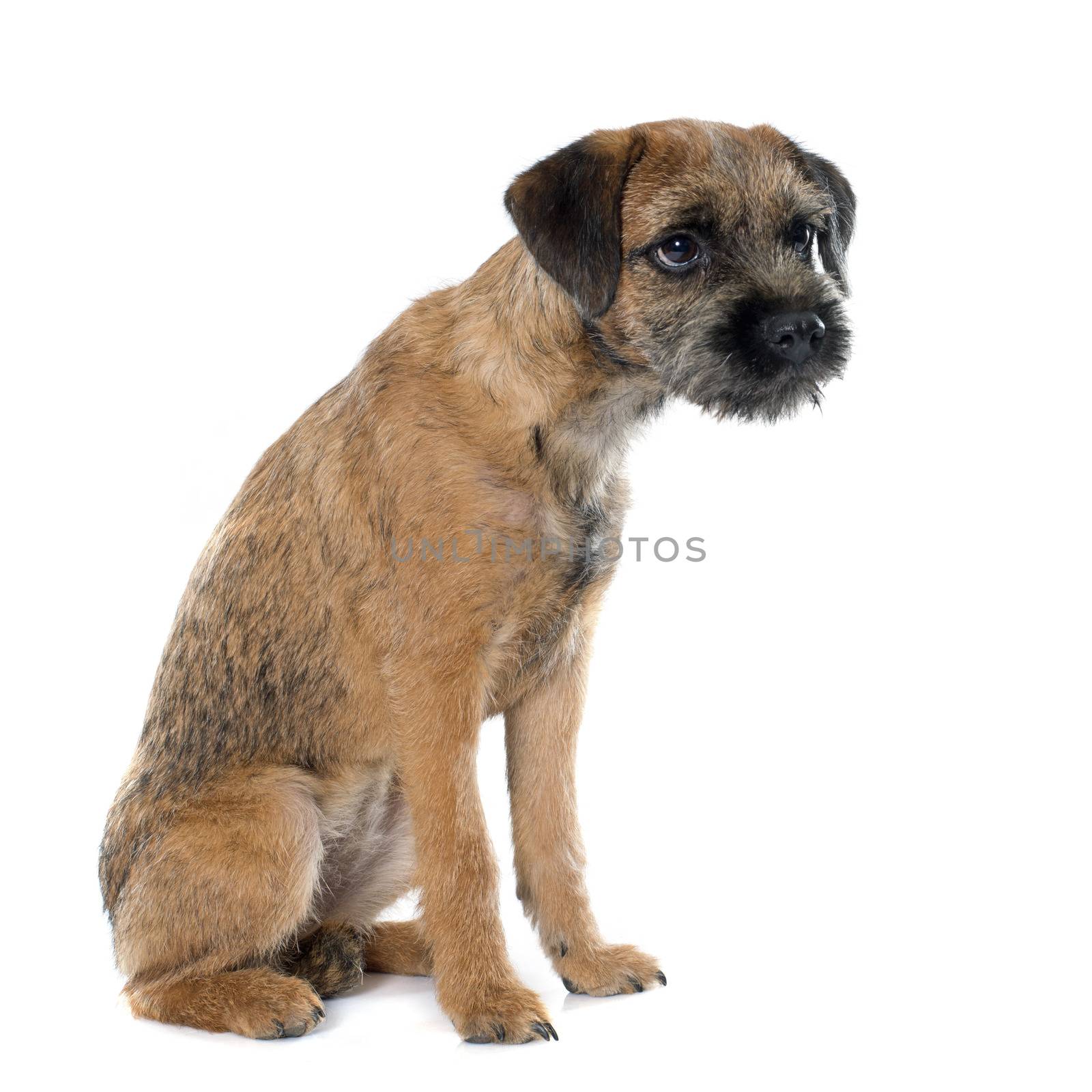 purebred border terrier in front of white background