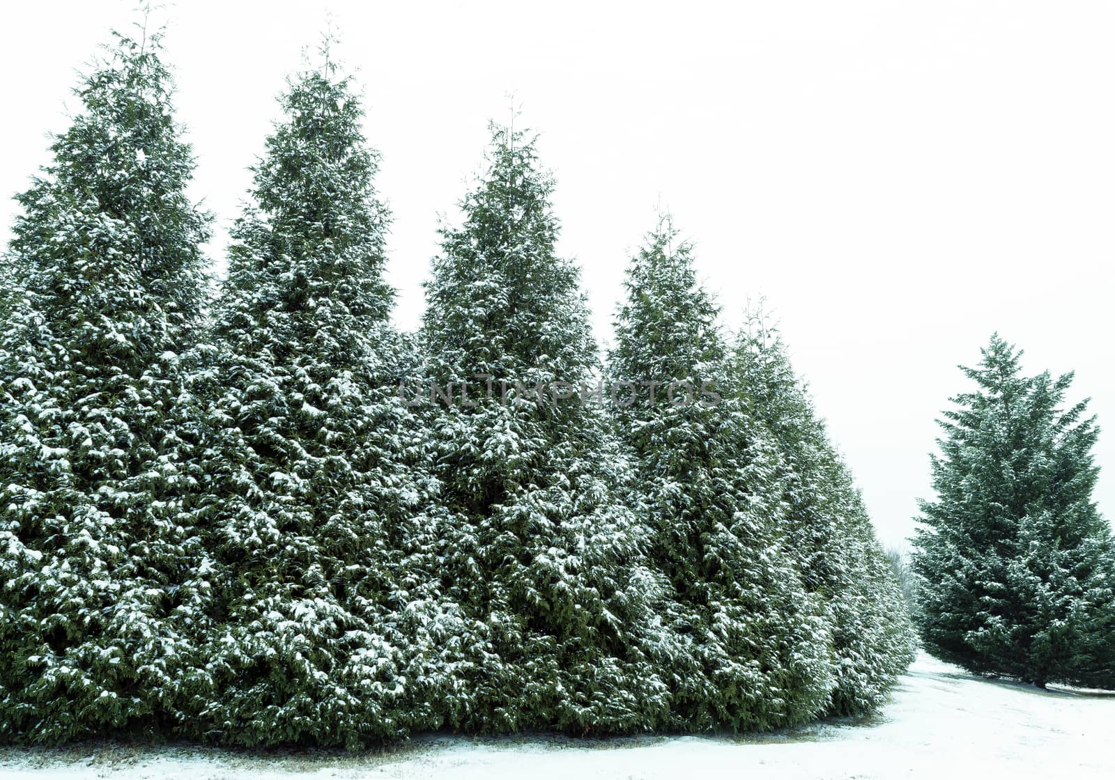 Snow Covered Evergreen Trees by stockbuster1