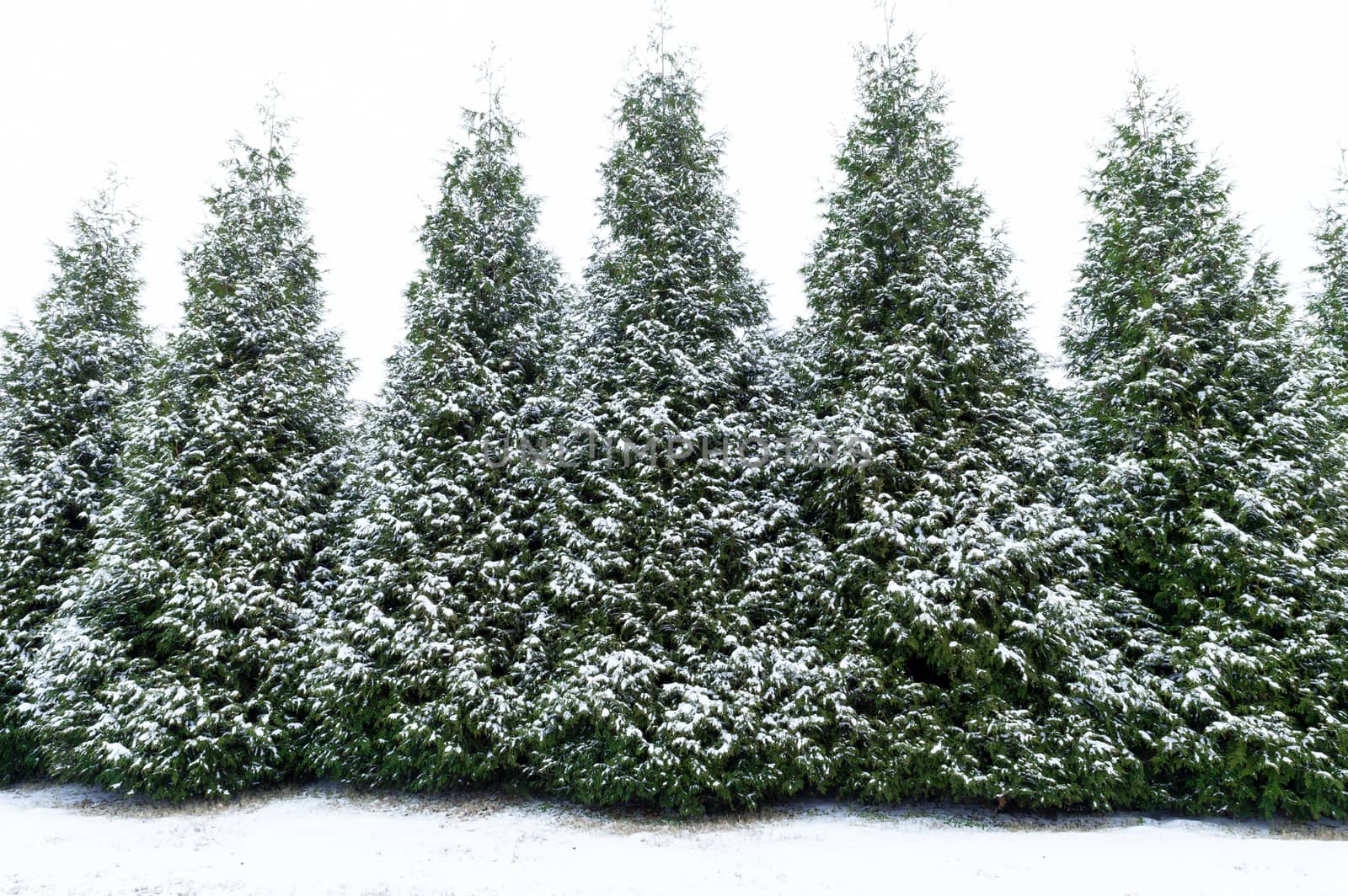 Row of snow covered evergreen trees lightly dusted.