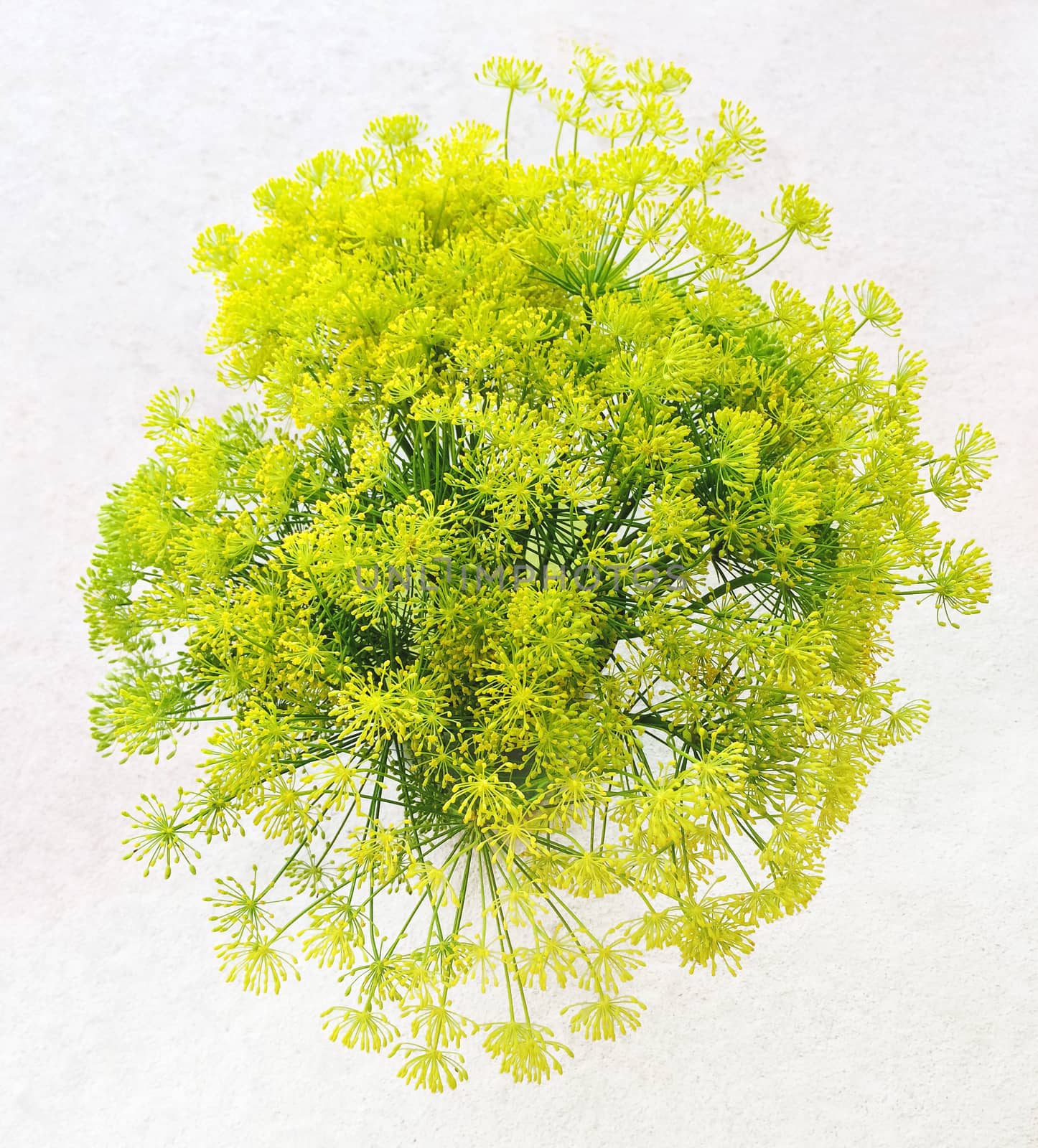 Bouquet of fresh dill flowers on white background. Garden herbs.