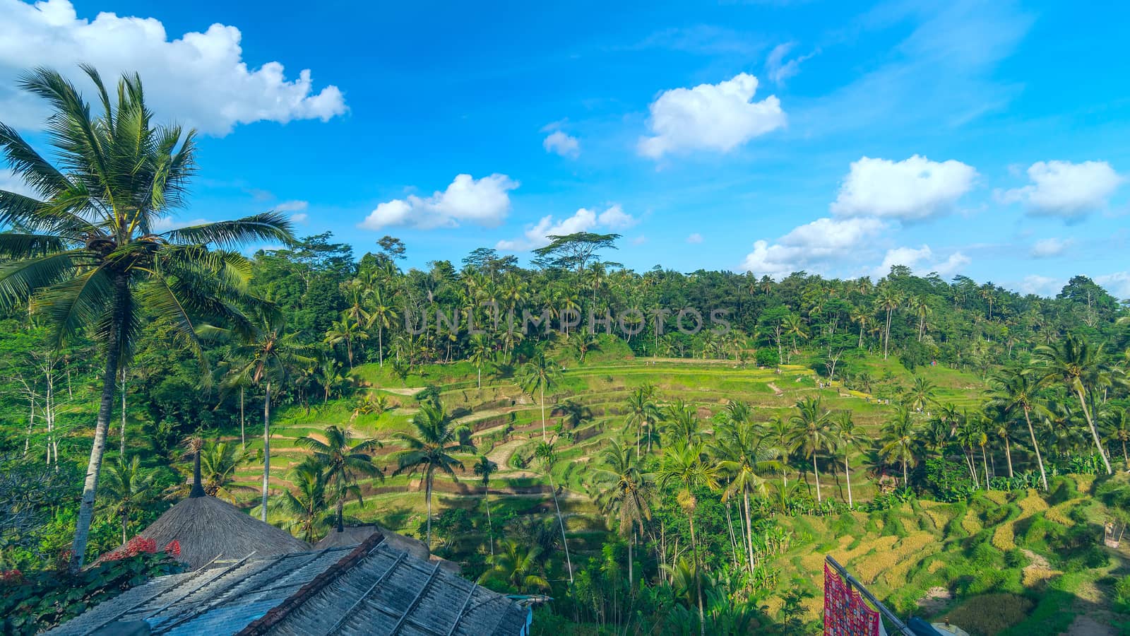 Landscape of famous rice terraces near Ubud in Bali, Indonesia