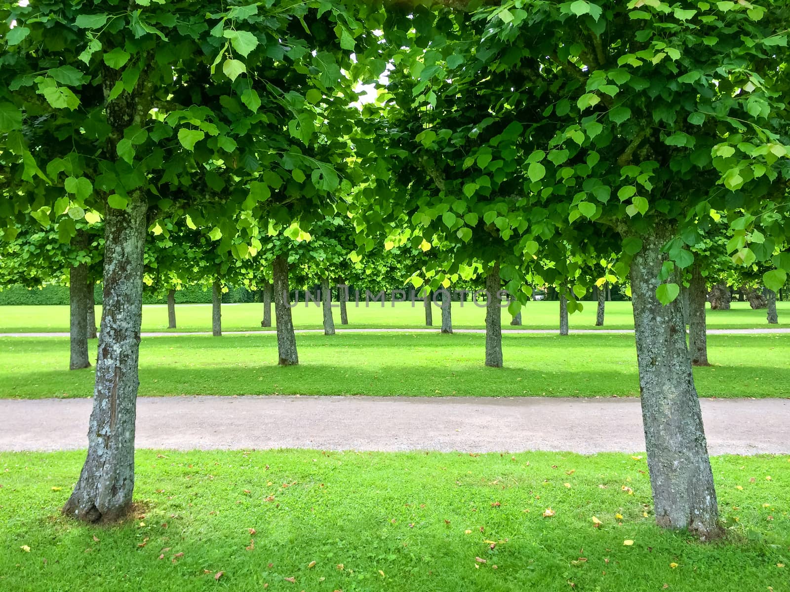 Alley of linden trees in a beautiful summer park.