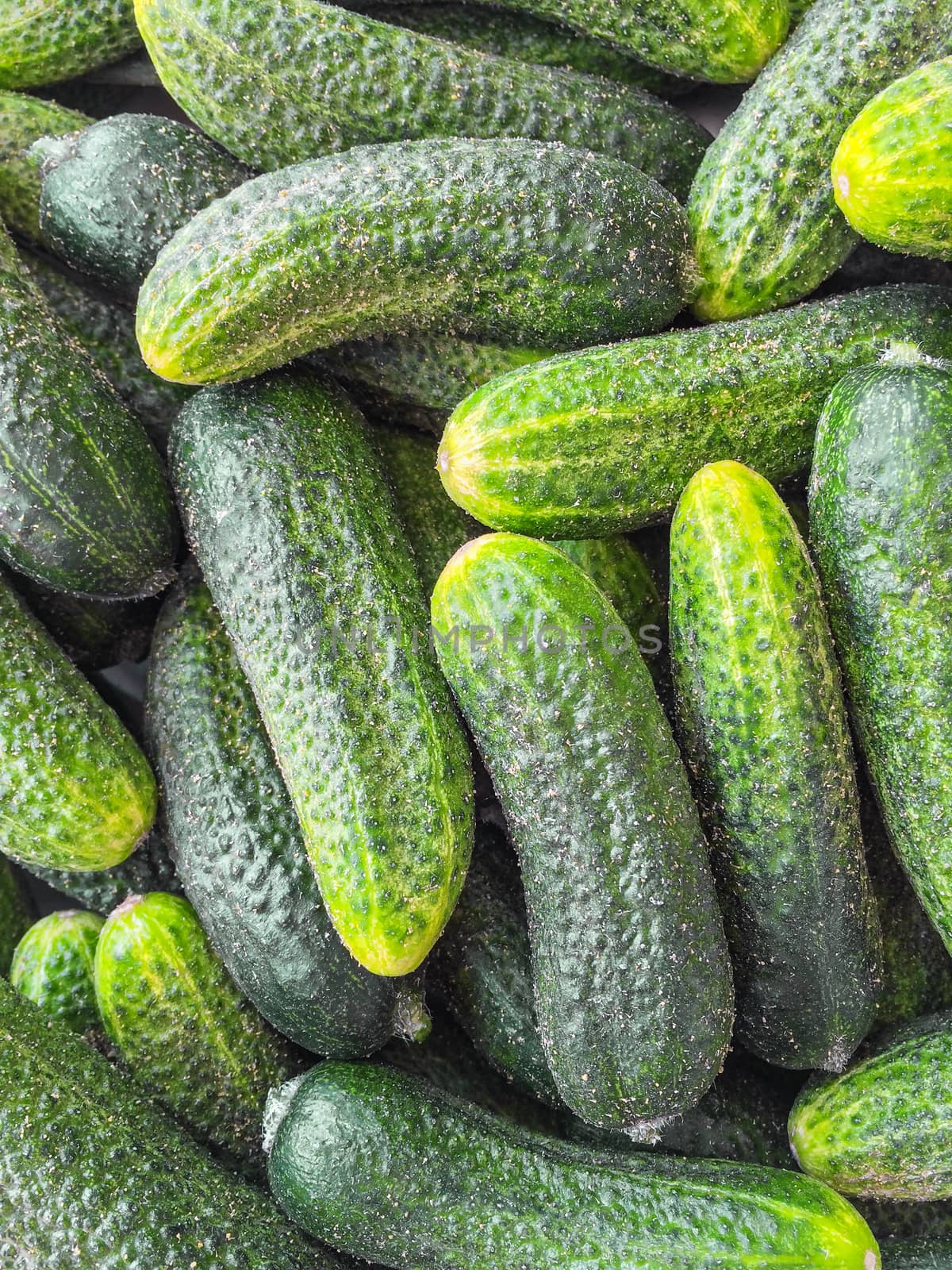 Fresh green cucumbers background by anikasalsera