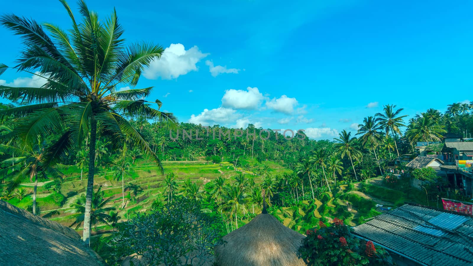 Famous rice terraces near Ubud in Bali in sunny summer day by BIG_TAU