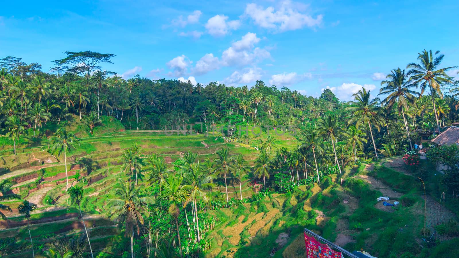 Horisontal landscape of famous rice terraces near Ubud in Bali, Indonesia