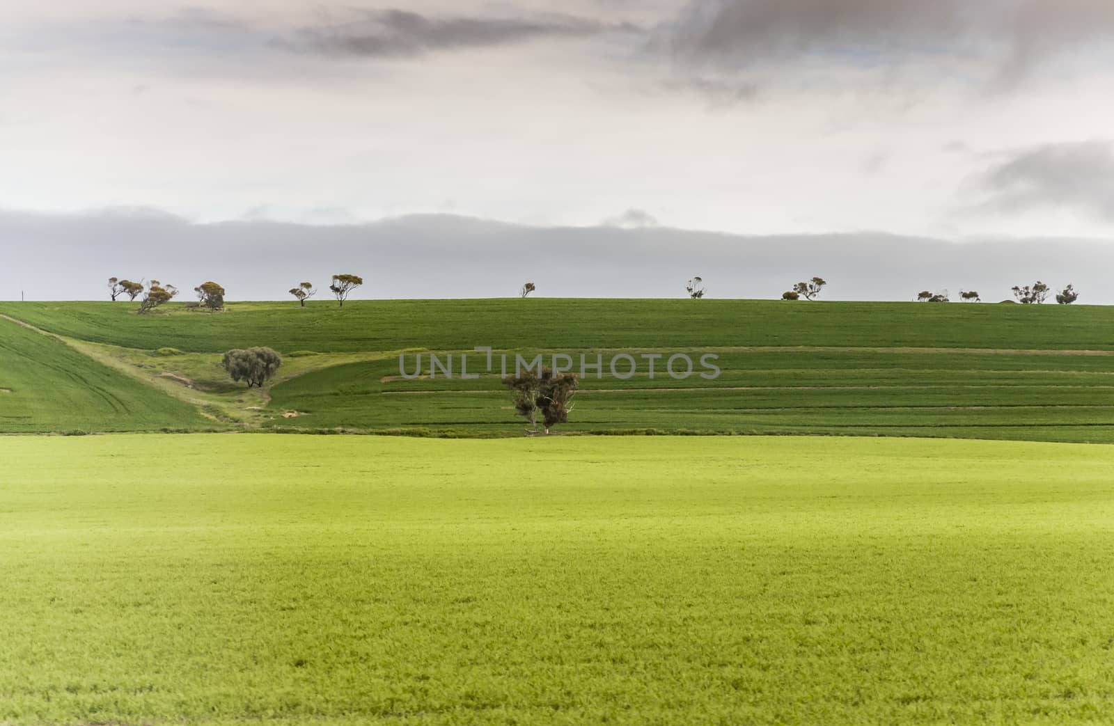 hill and grass in the australian landscape, south australia