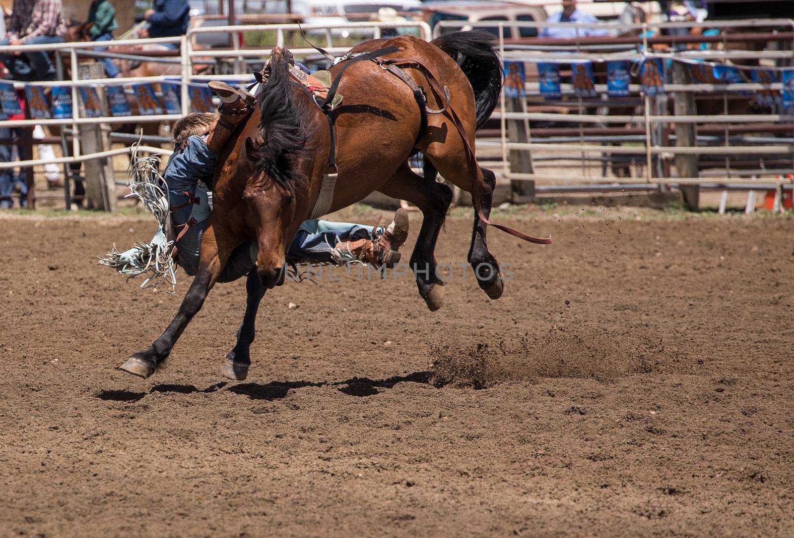 A cowboy is headed for the dirt . The rodeo in Cottonwood, California is a popular event on Mother's Day weekend in this small northern California town. This photo was taken in May, 2014.