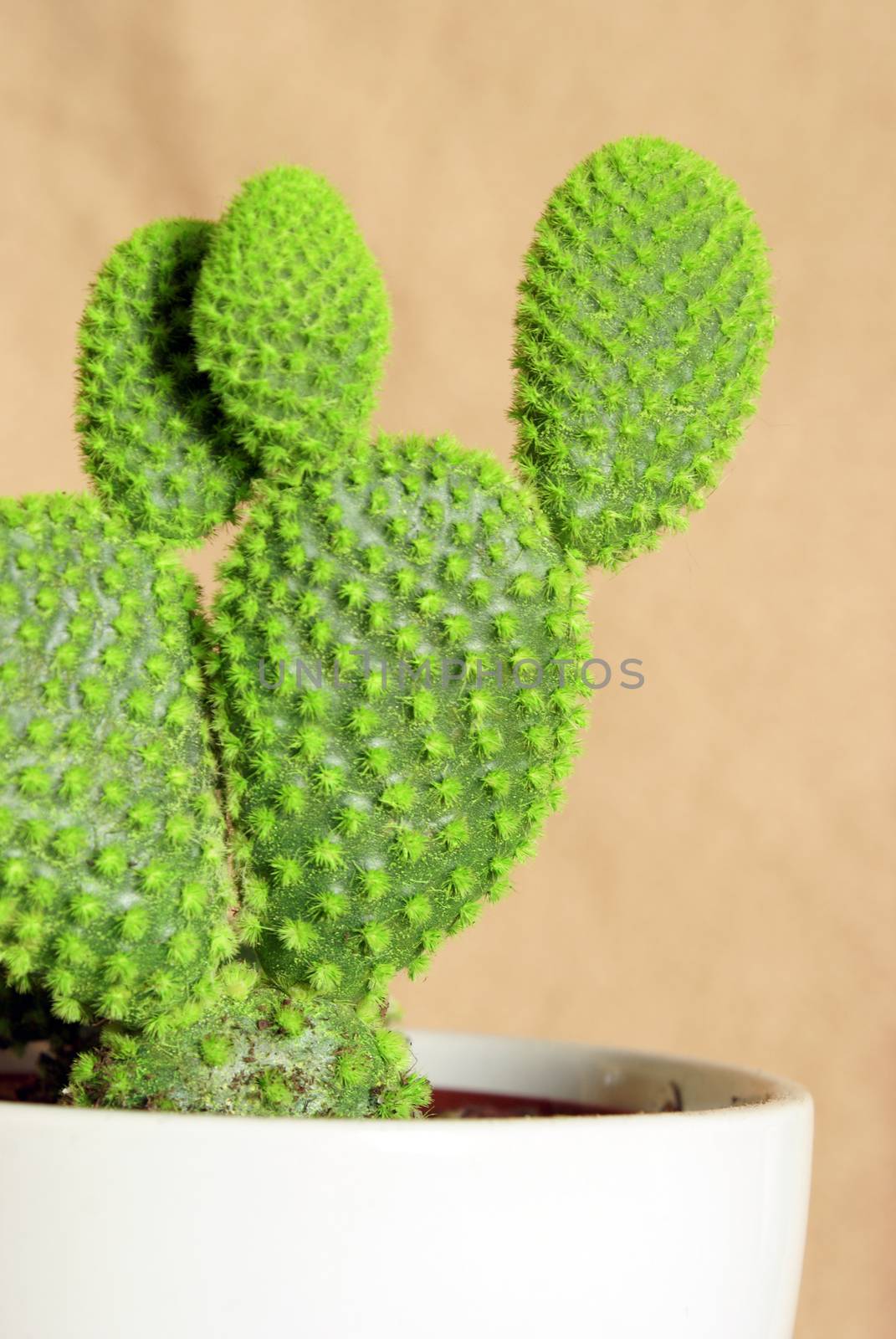 A closeup view of a vibrant and healthy potted cactus houseplant.