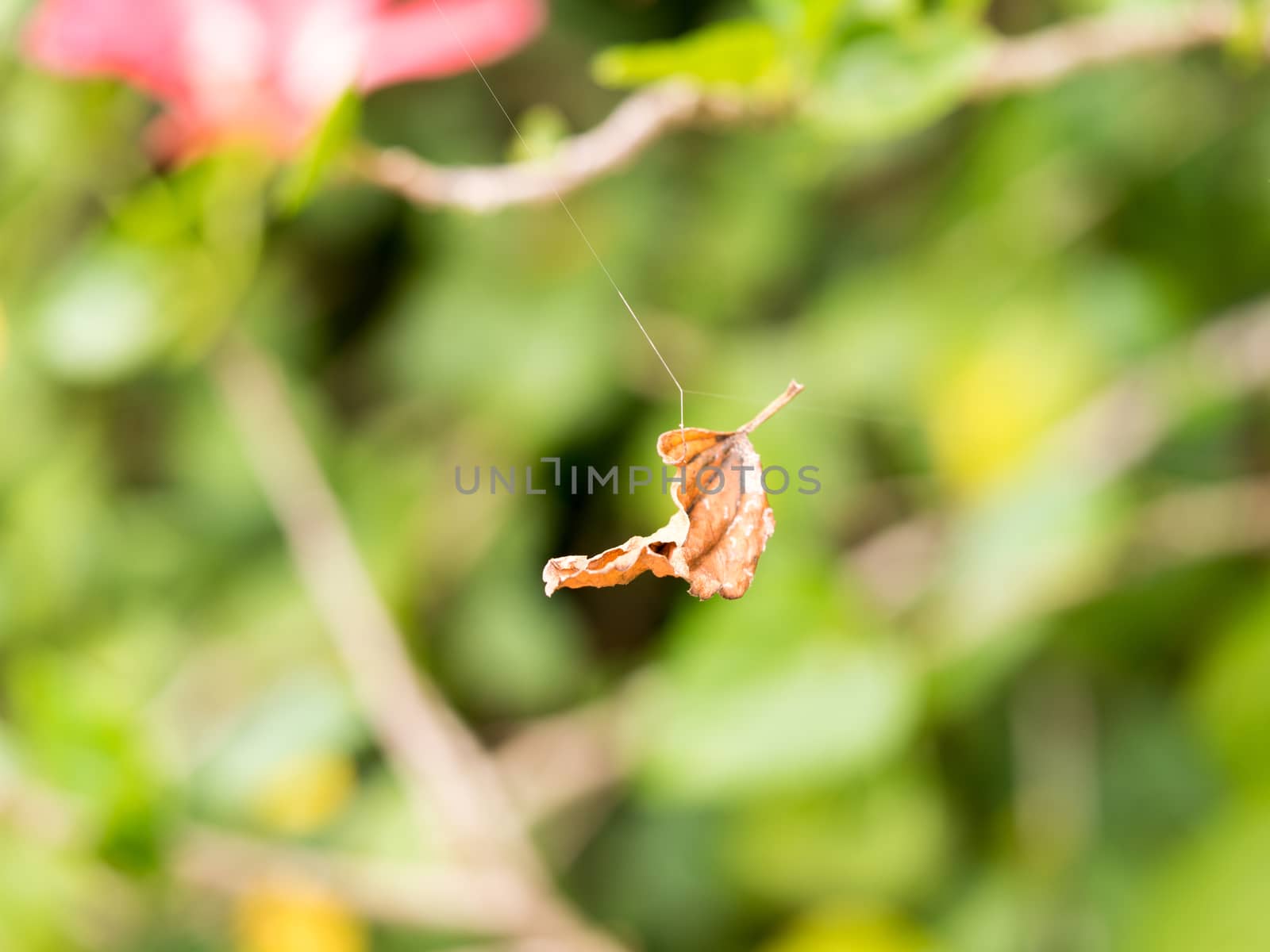 a leaf on a spider web. select focus and blur blackground.