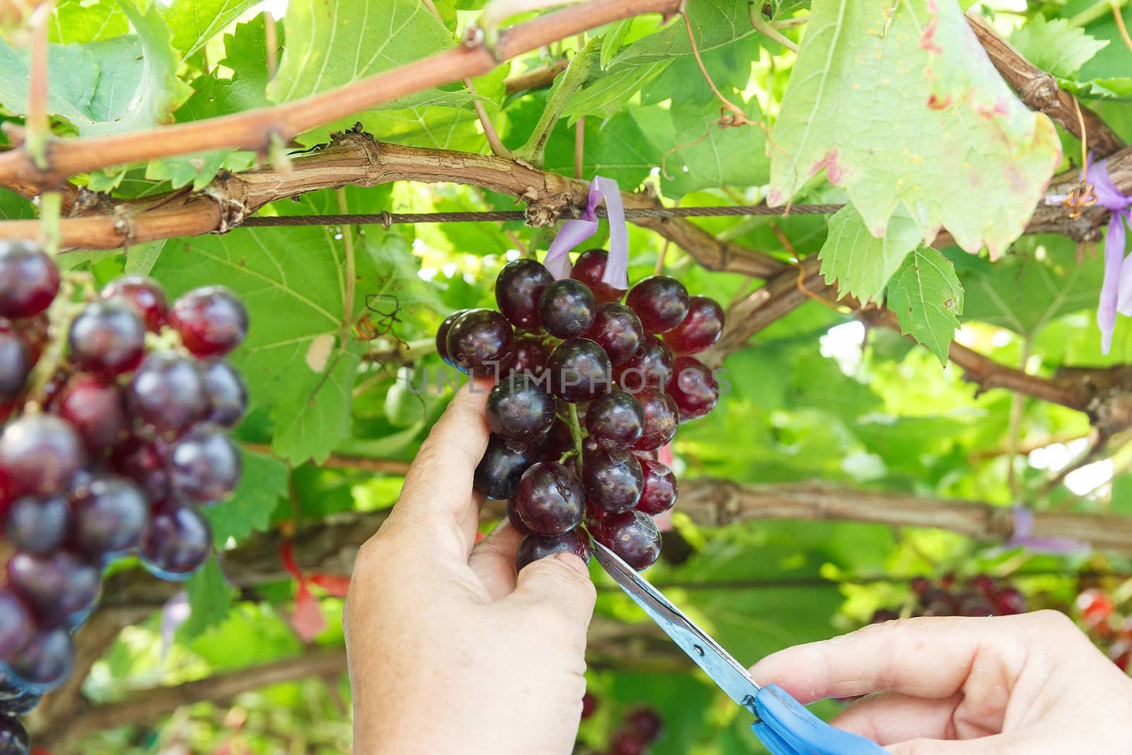 Cultivator cut off bad grape on grapevine.