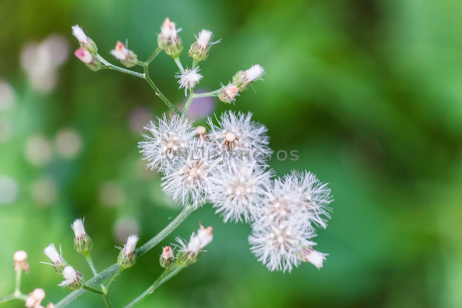 Weed flower with green background.