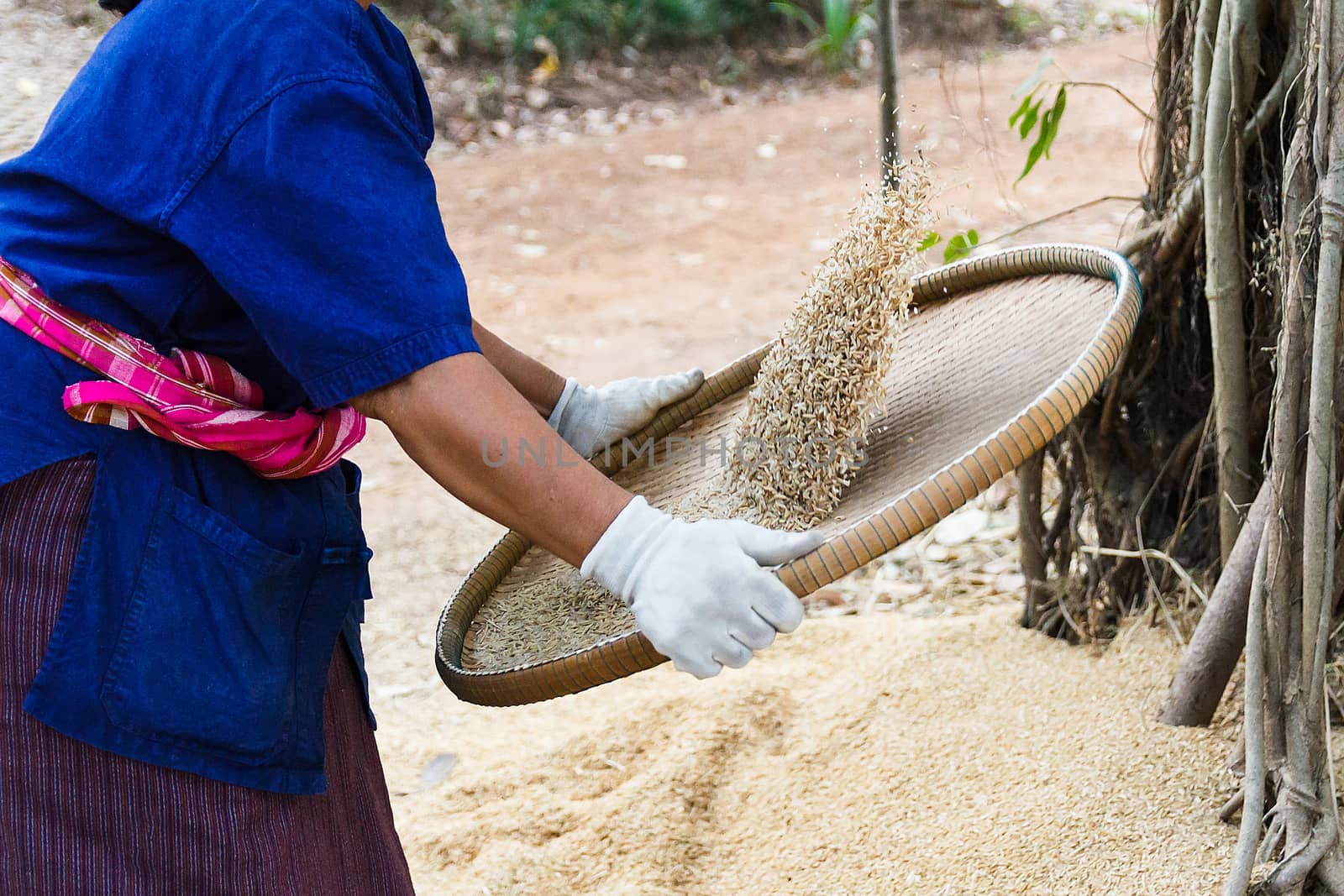 Thai farmer winnowing rice.