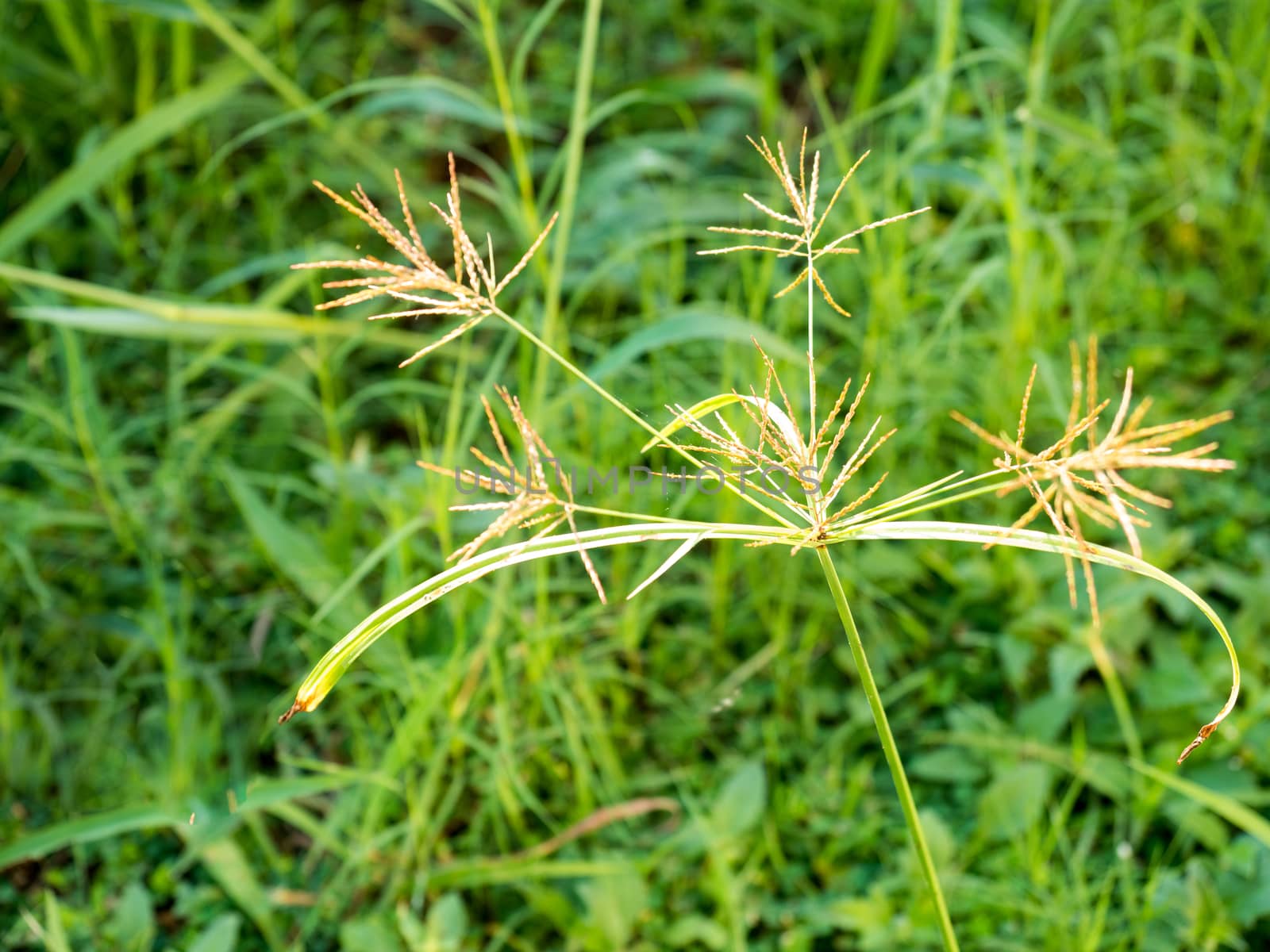 fresh native grasses and weeds as background