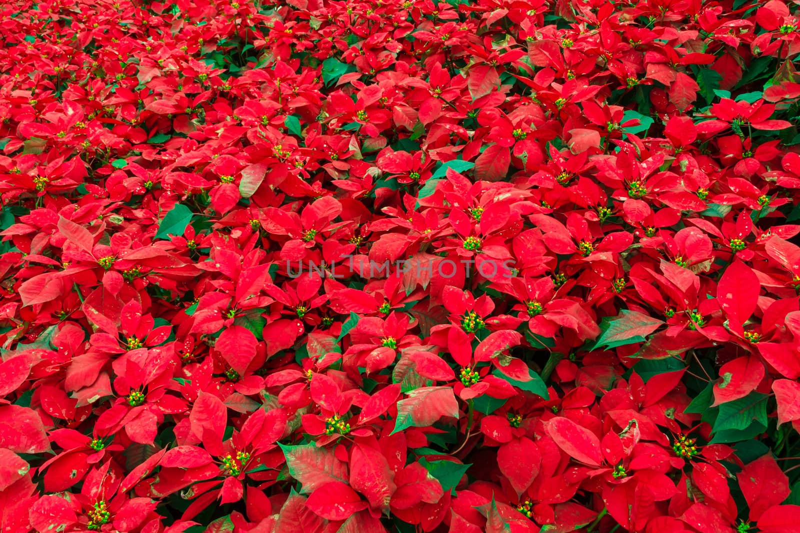 Red Poinsettia bush in garden.